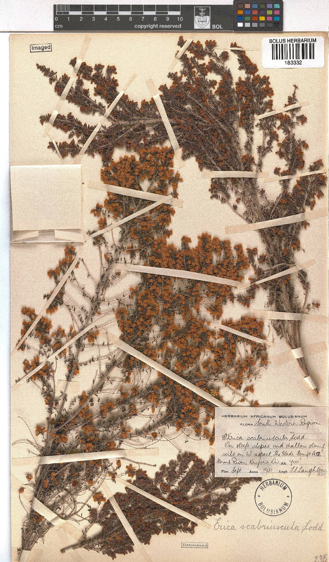 Erica scabriuscula image