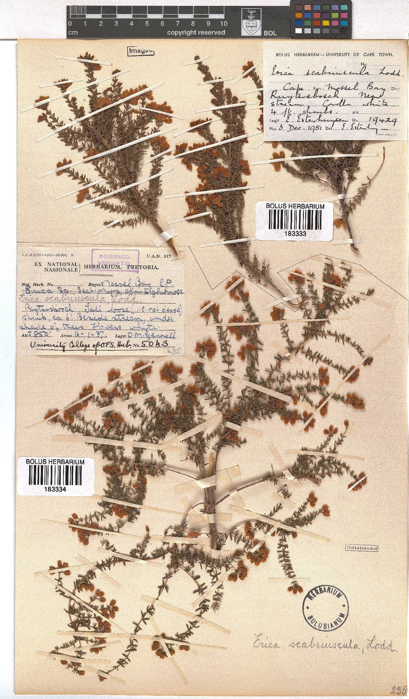 Erica scabriuscula image