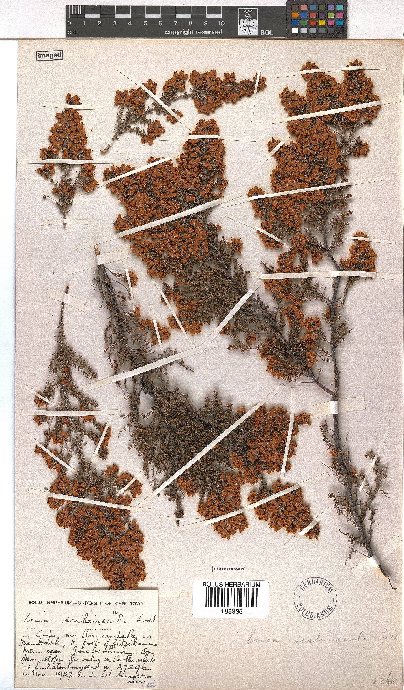 Erica scabriuscula image