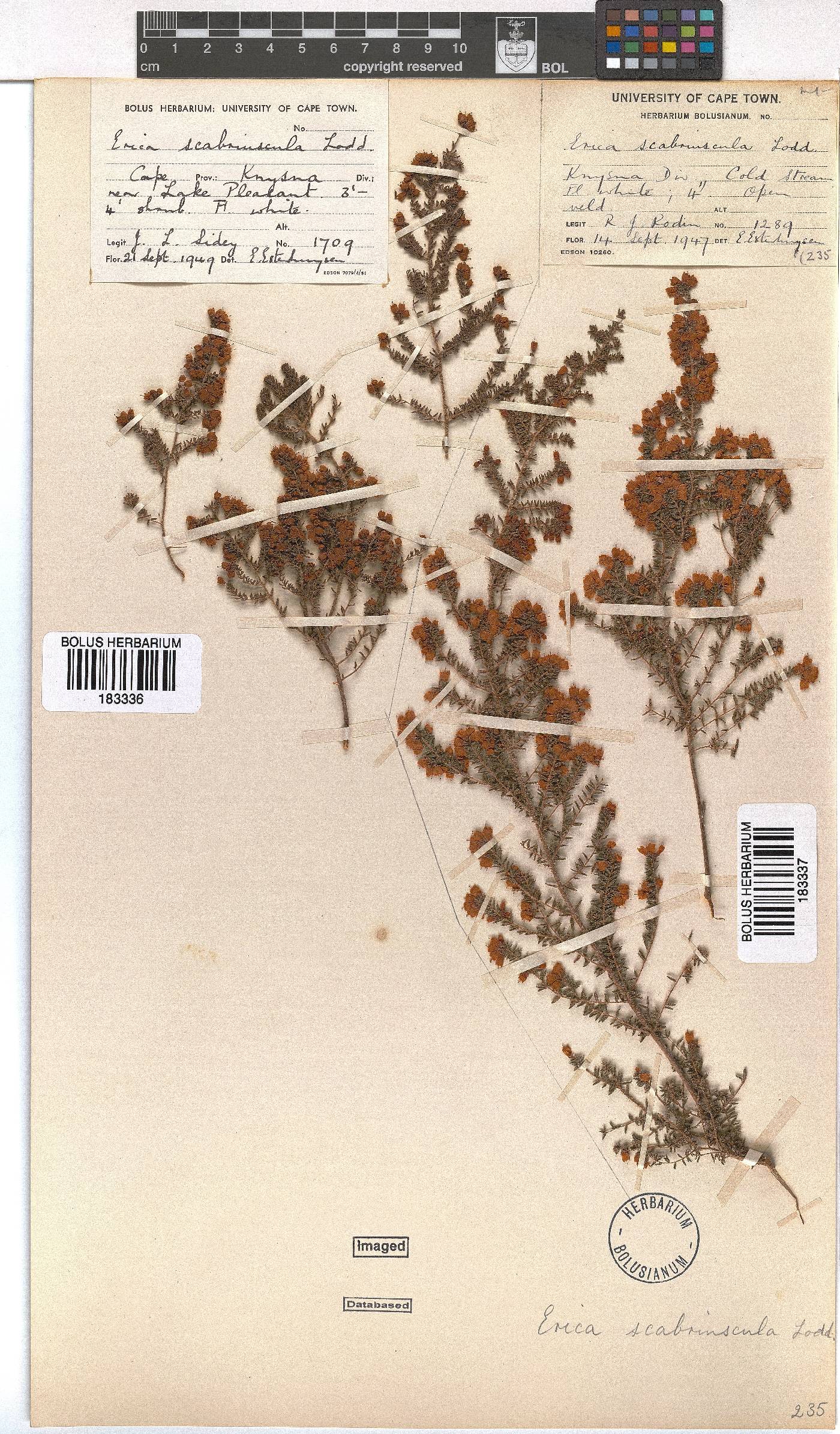 Erica scabriuscula image