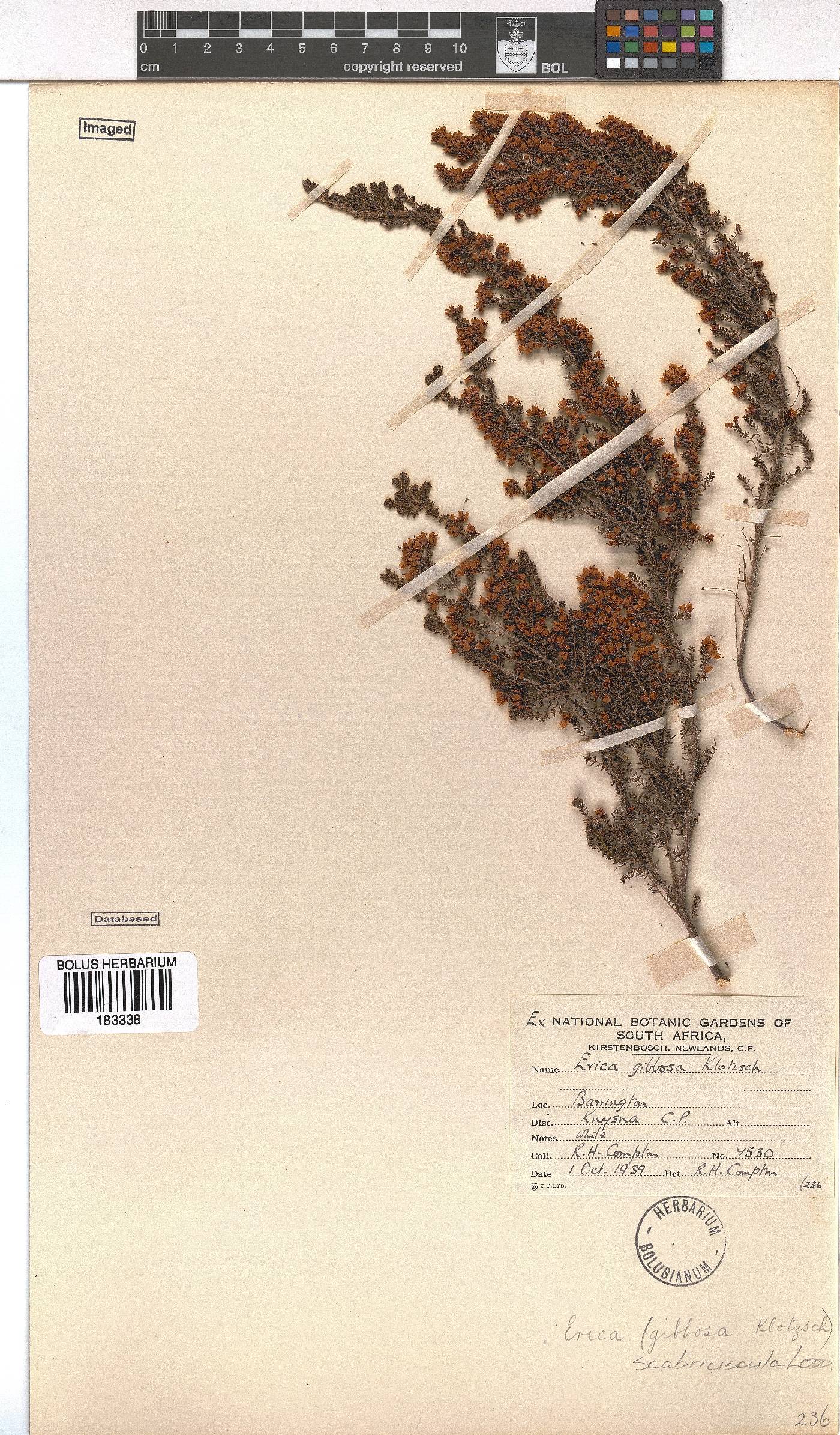 Erica scabriuscula image
