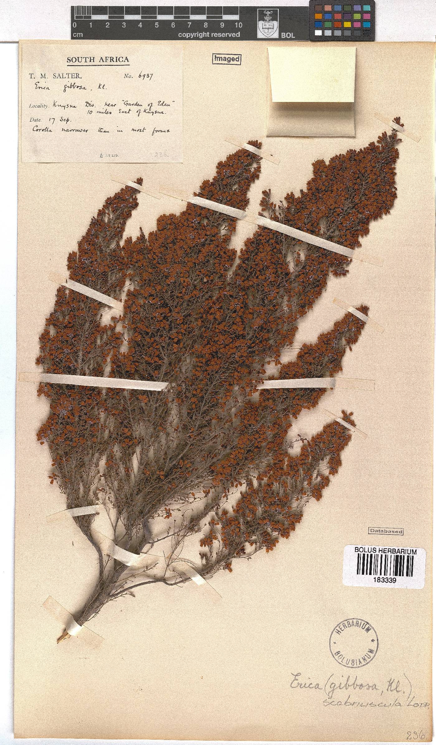 Erica scabriuscula image