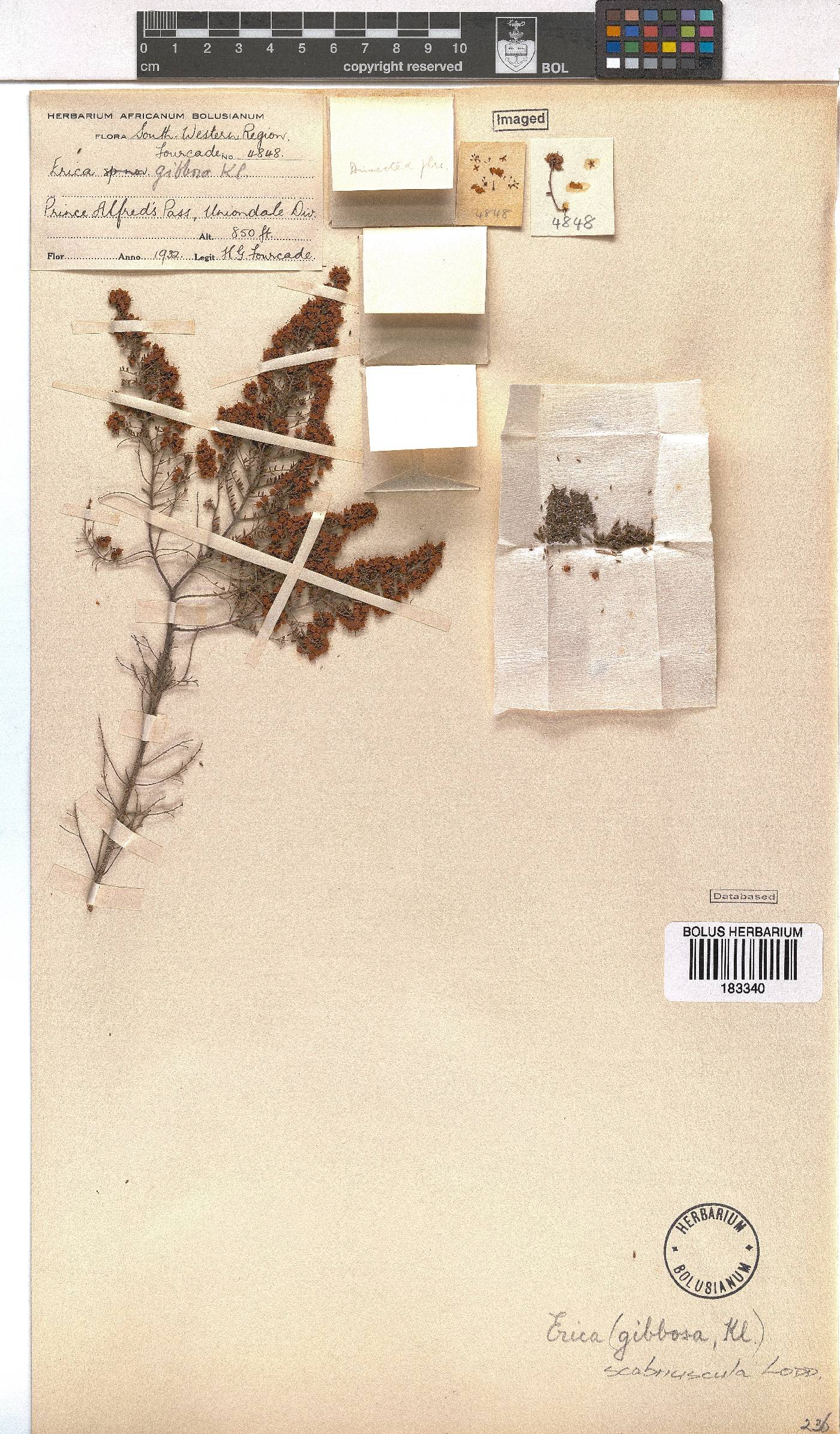 Erica scabriuscula image