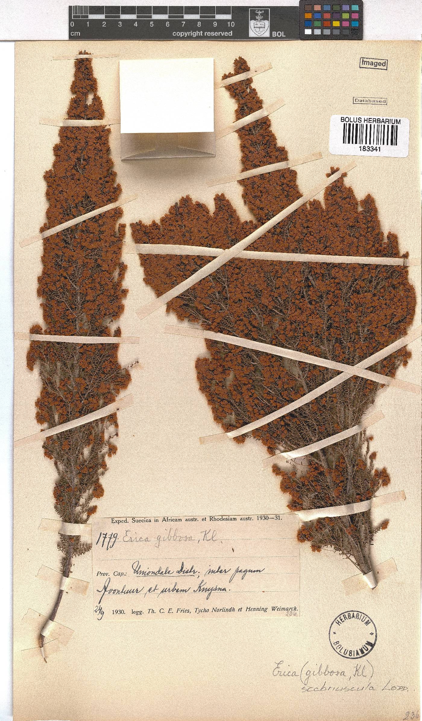 Erica scabriuscula image