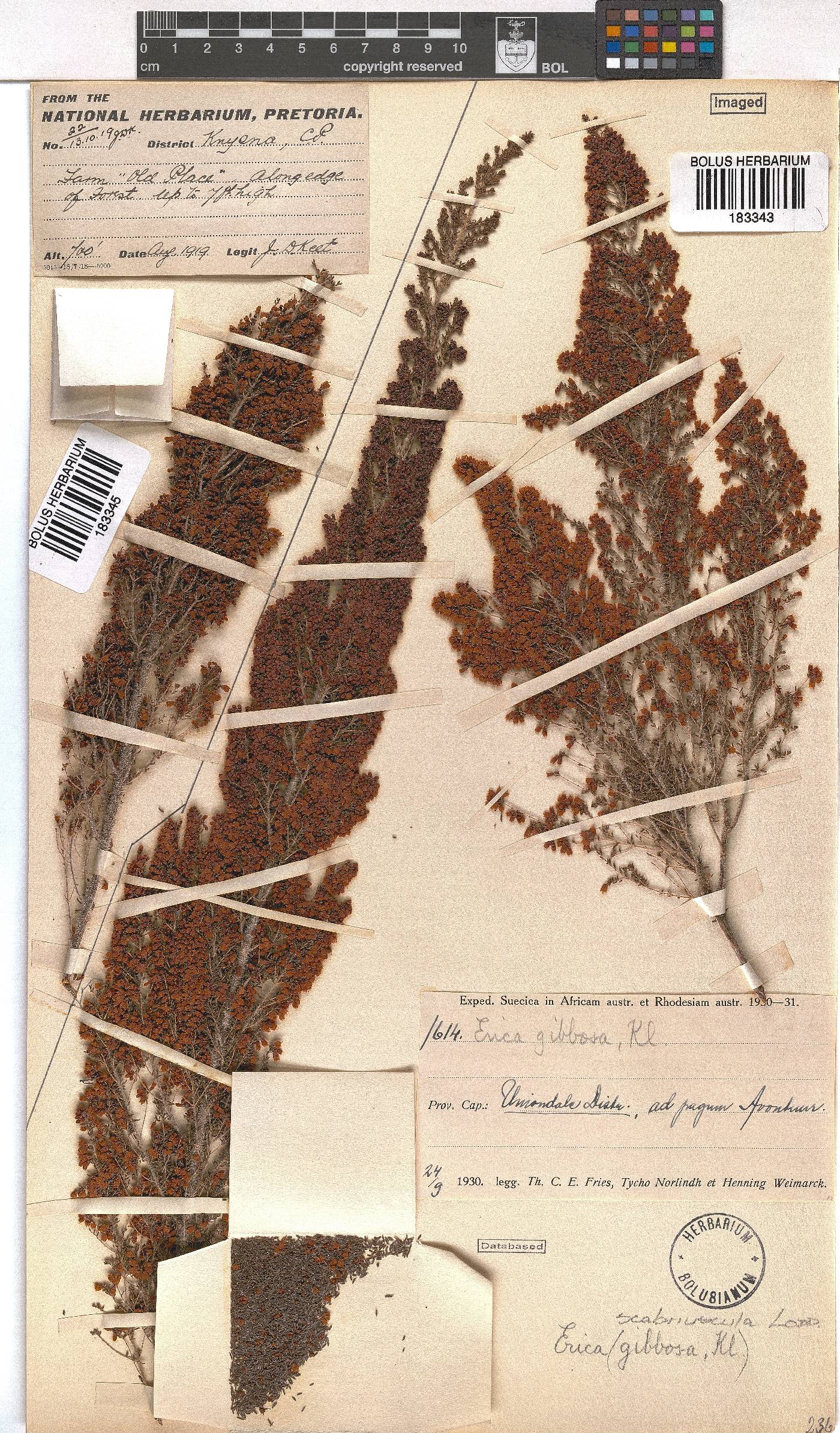 Erica scabriuscula image