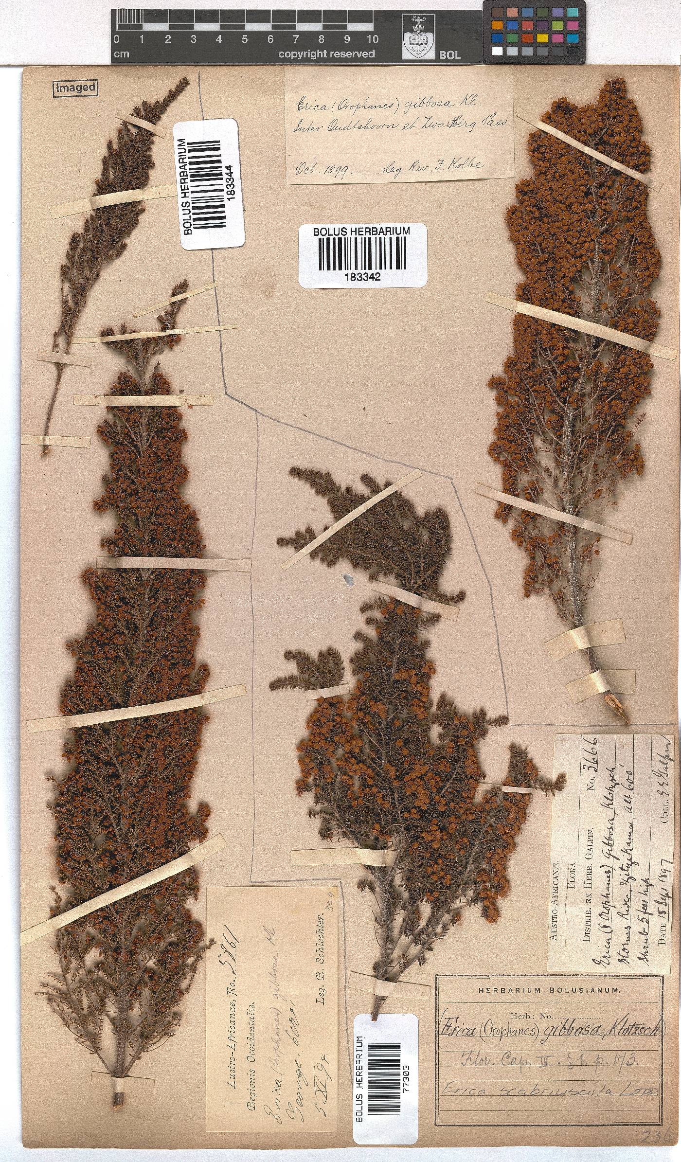 Erica scabriuscula image