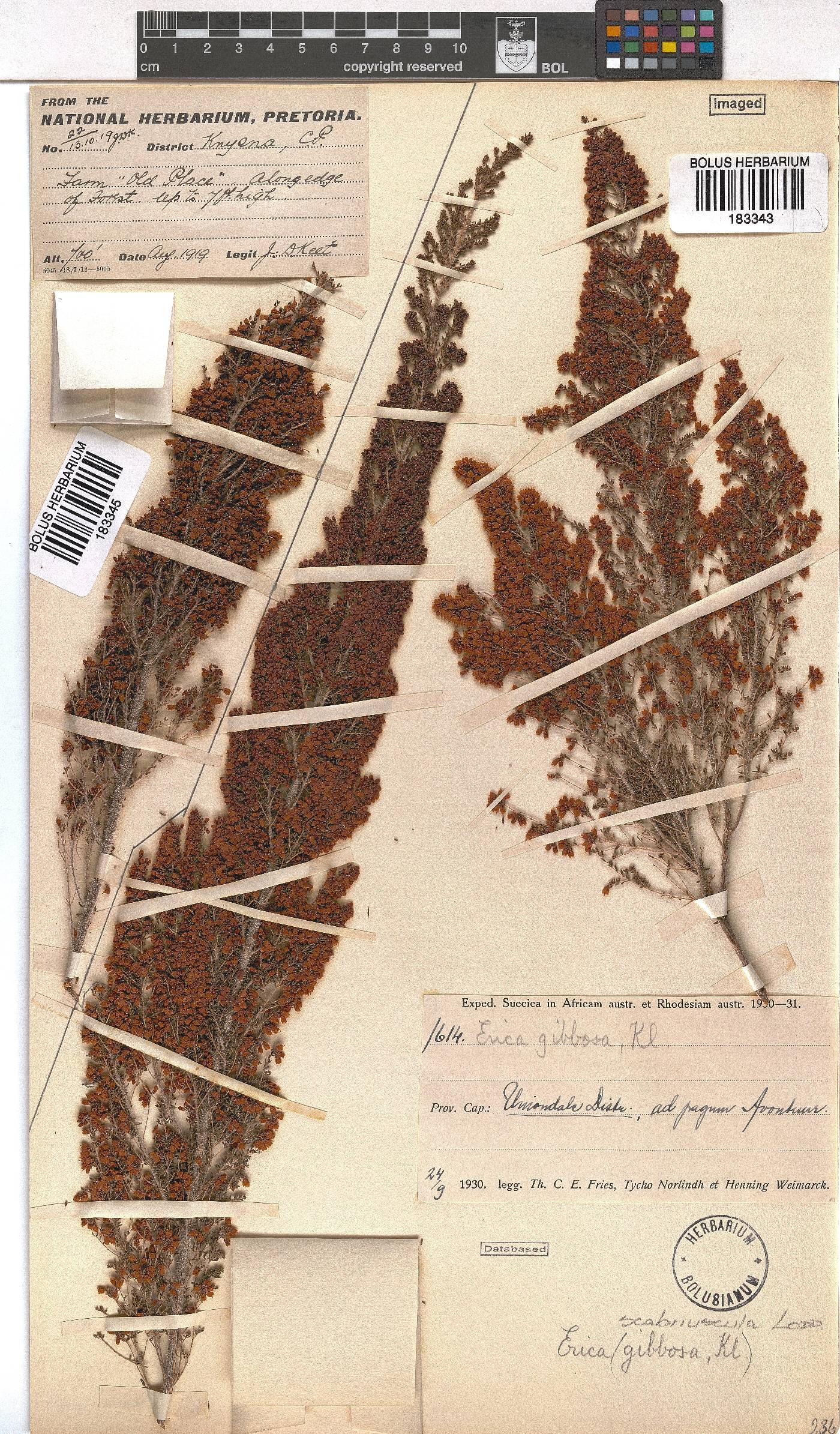 Erica scabriuscula image