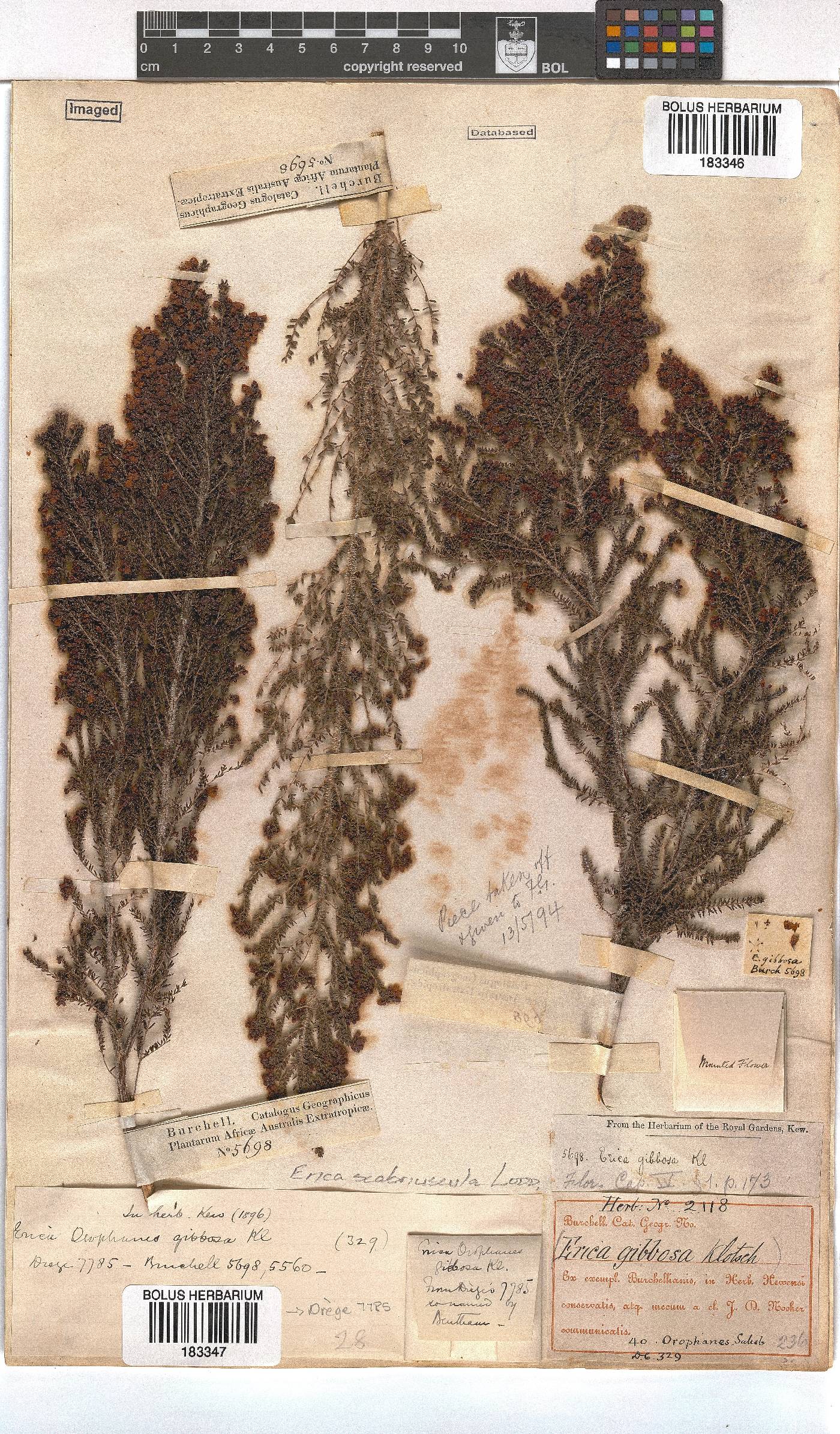 Erica scabriuscula image