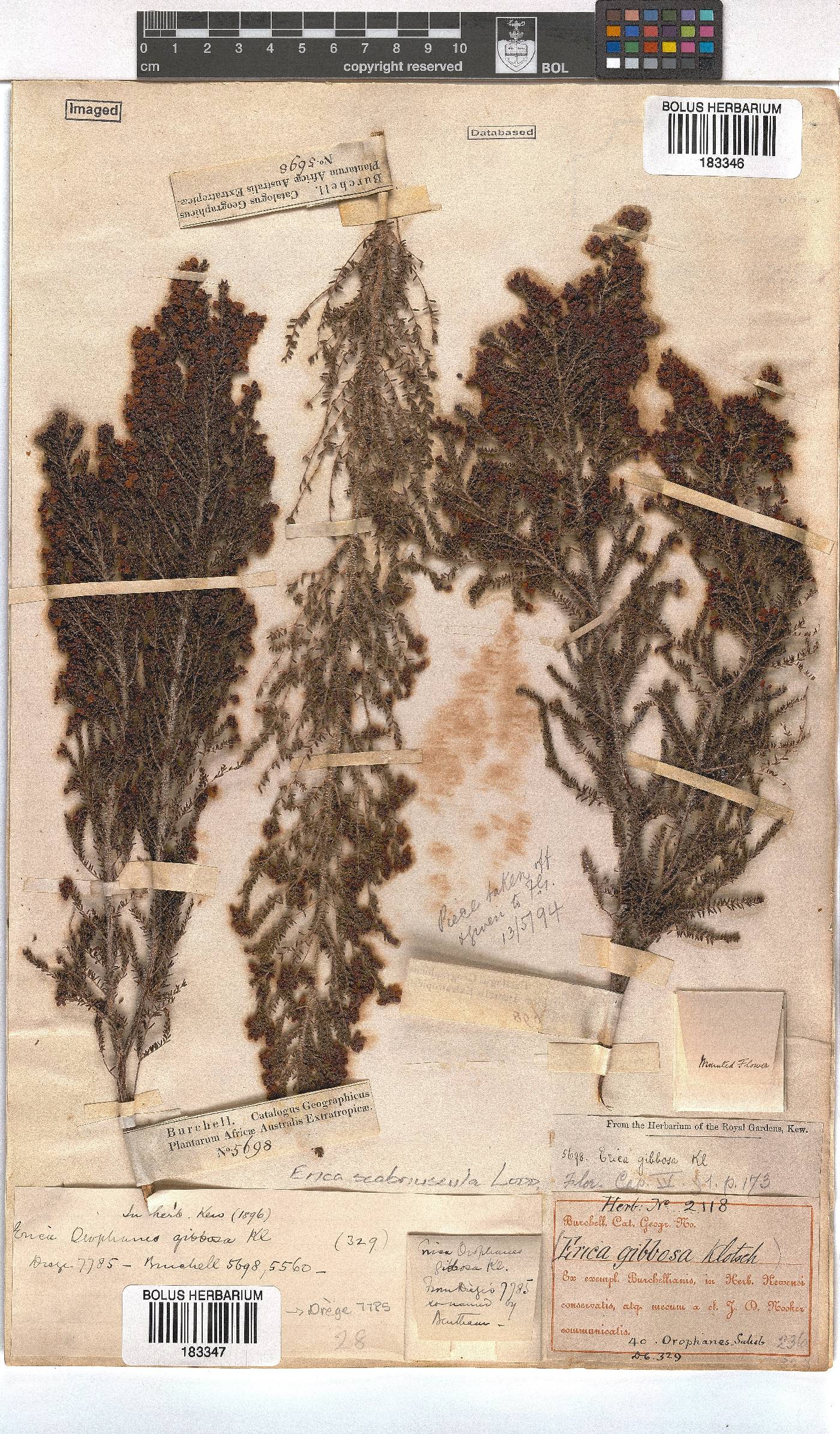 Erica scabriuscula image