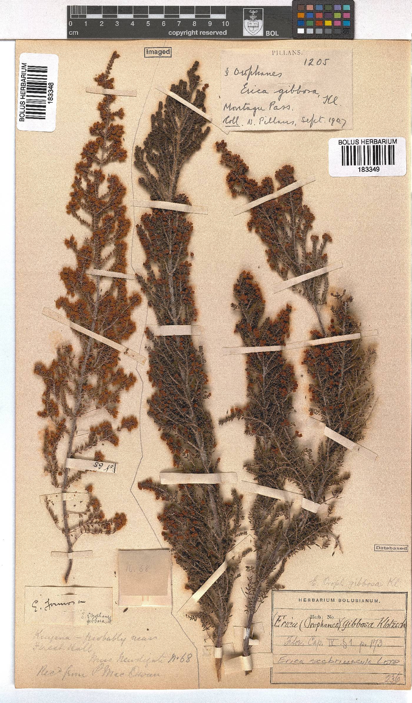 Erica scabriuscula image