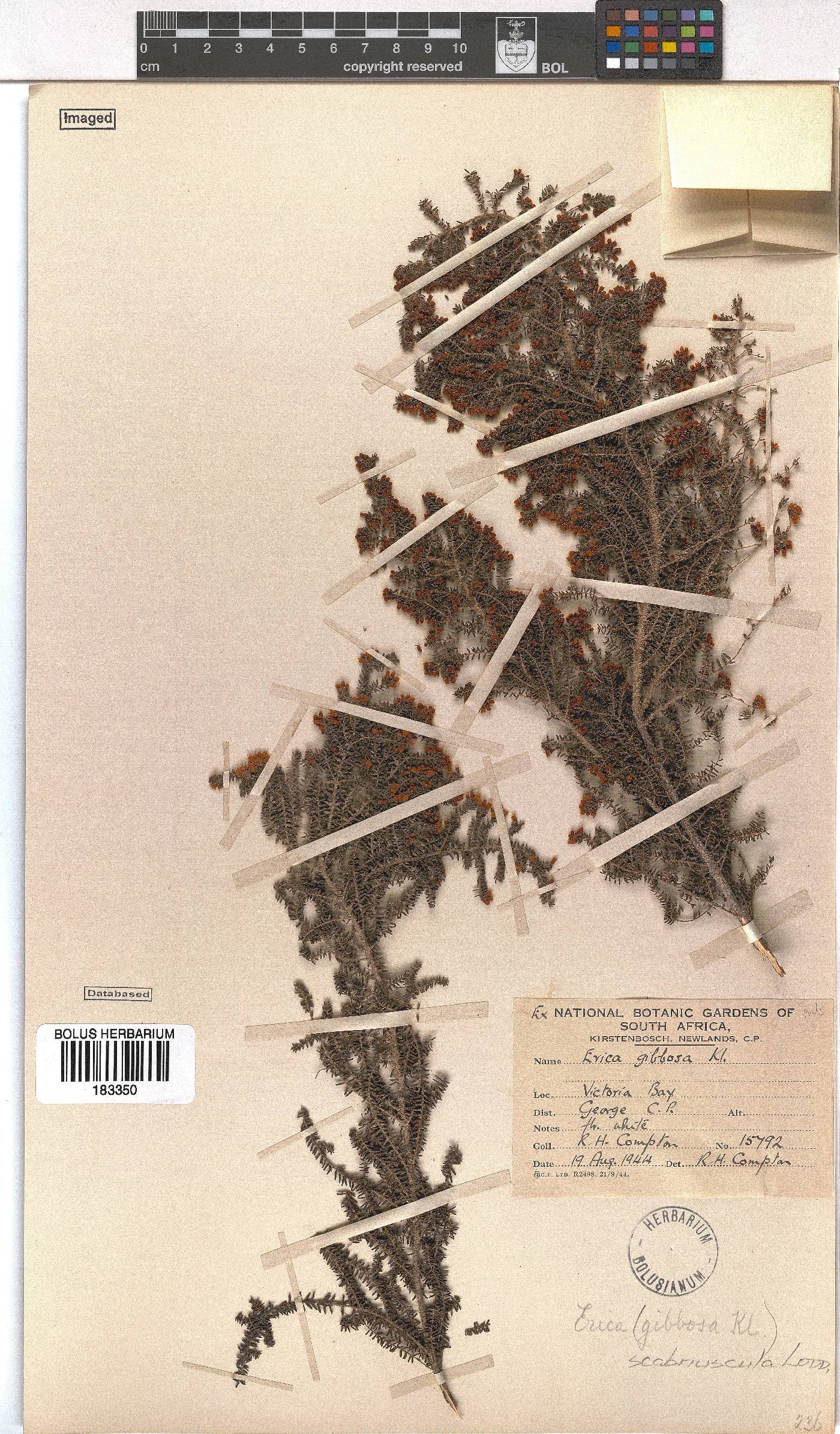 Erica scabriuscula image