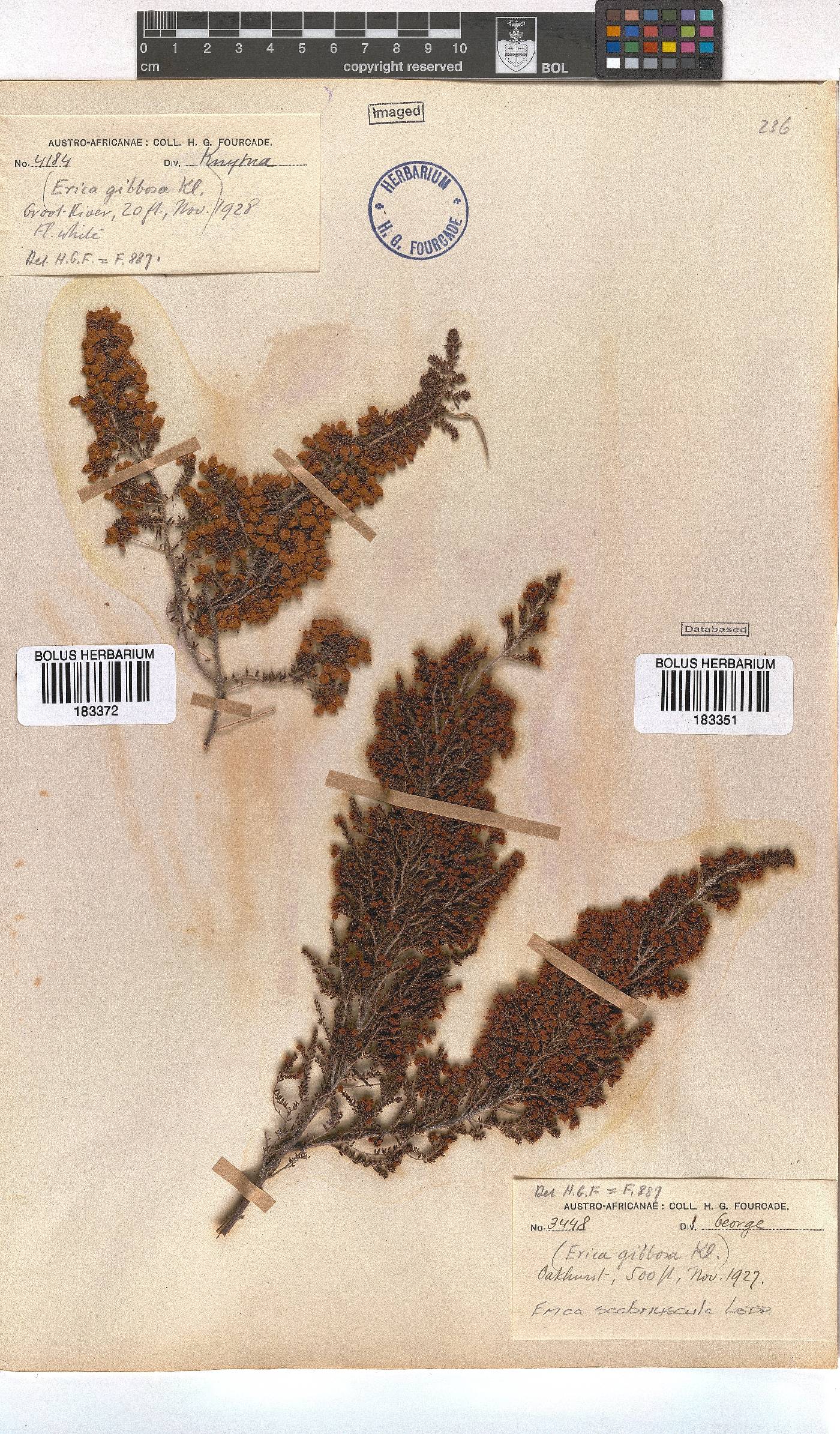 Erica scabriuscula image