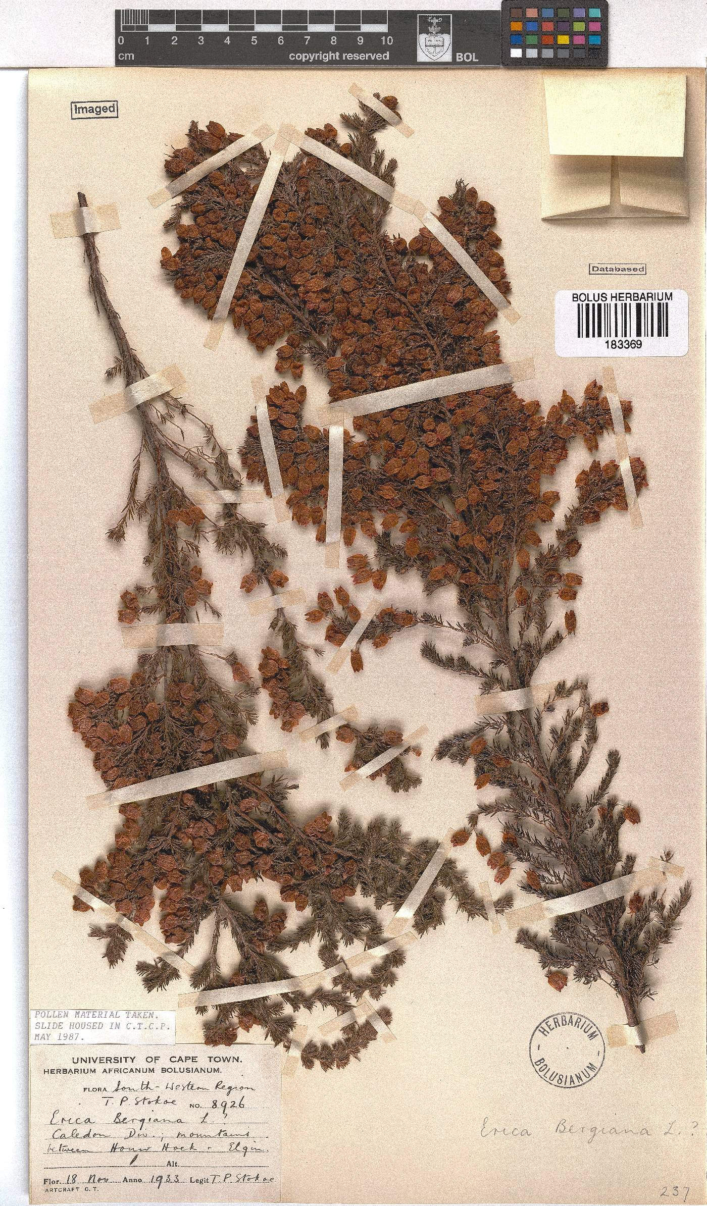 Erica bergiana image