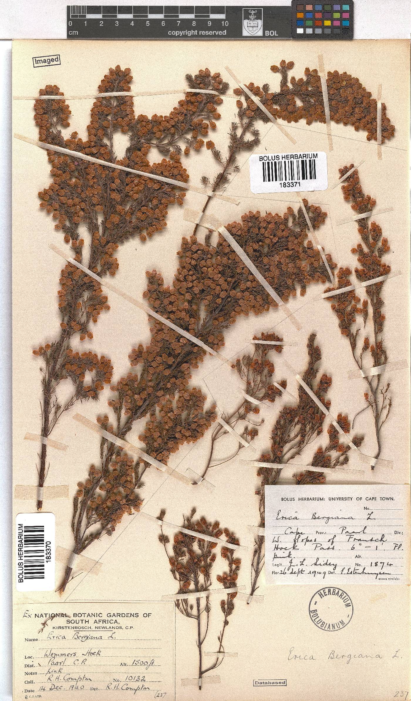 Erica bergiana image