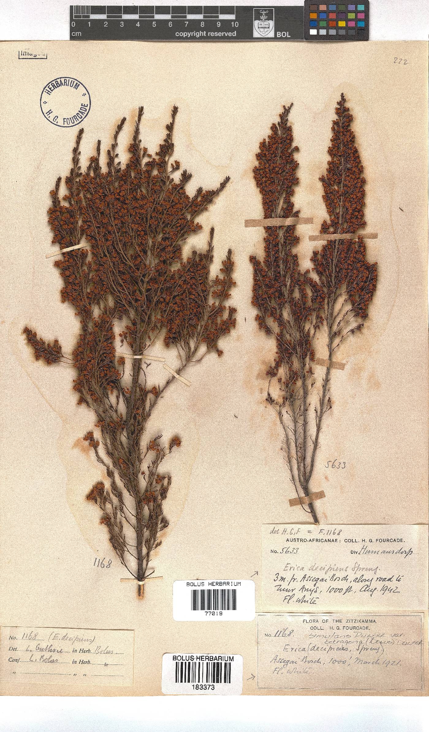 Erica simulans var. tetragona image