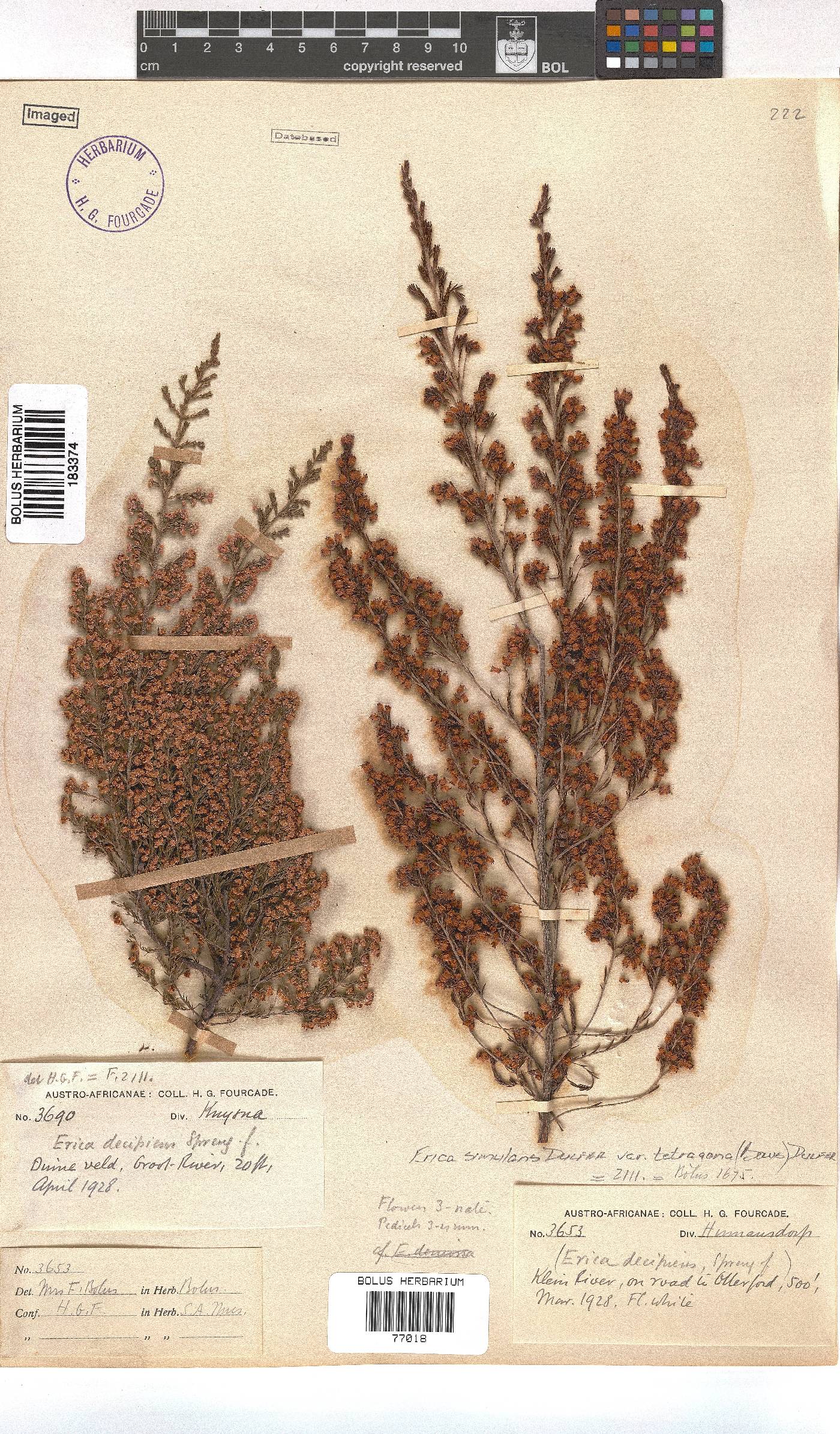 Erica simulans var. tetragona image