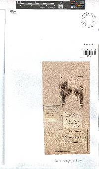 Erica podophylla image