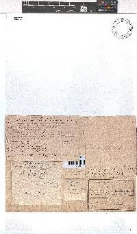 Erica cyrilliflora image