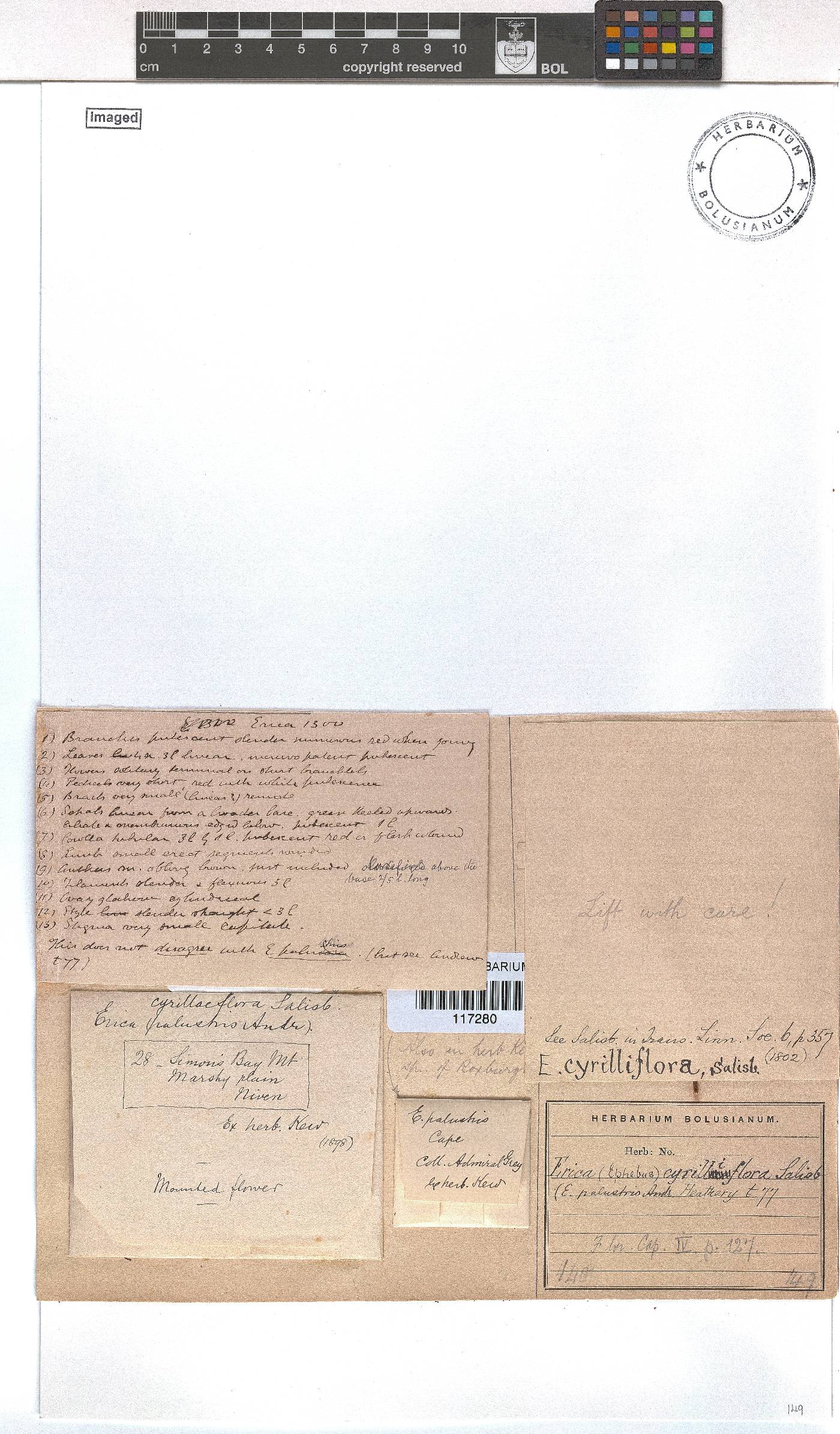 Erica cyrilliflora image