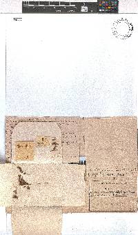 Erica cyrilliflora image