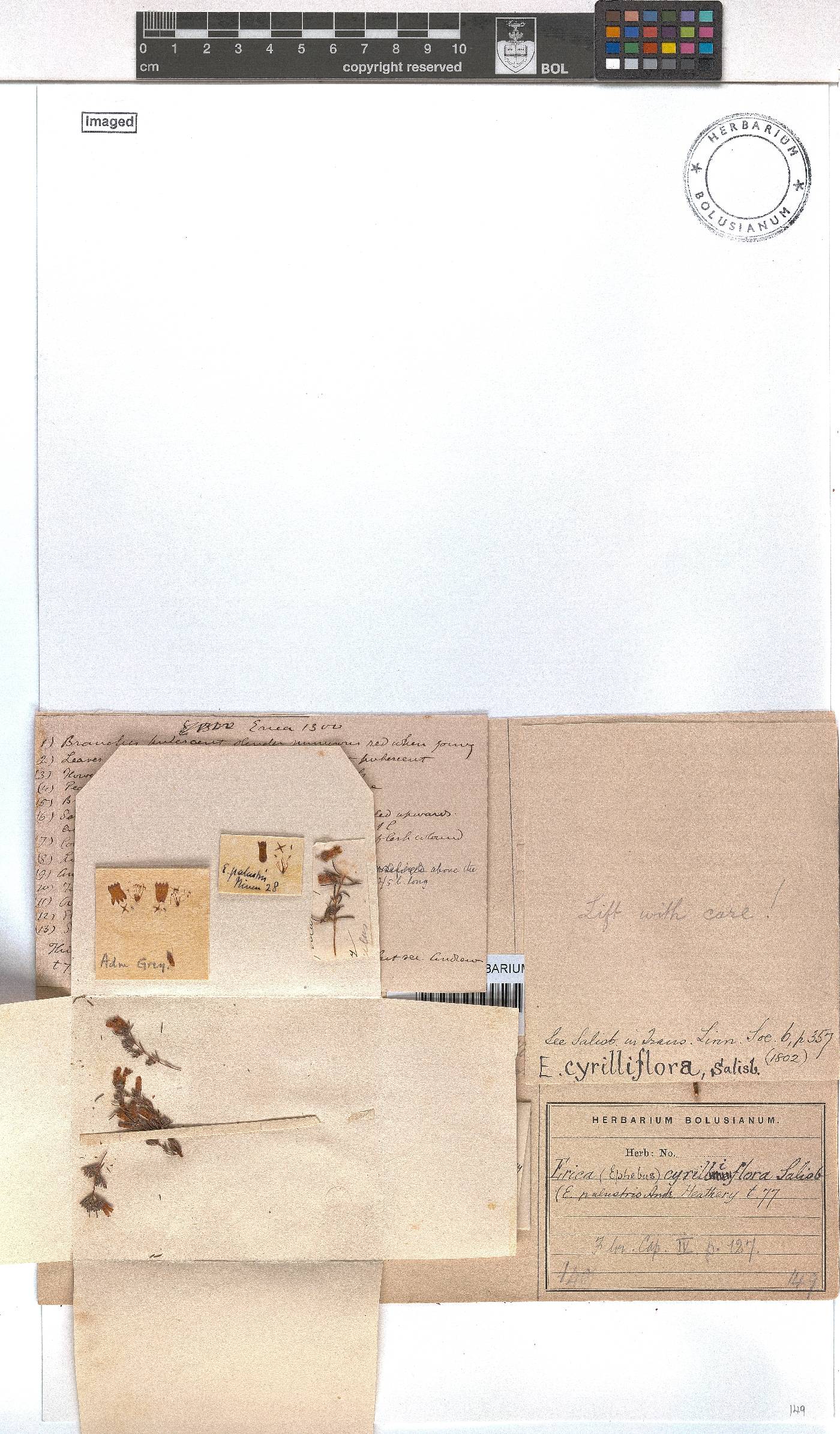 Erica cyrilliflora image