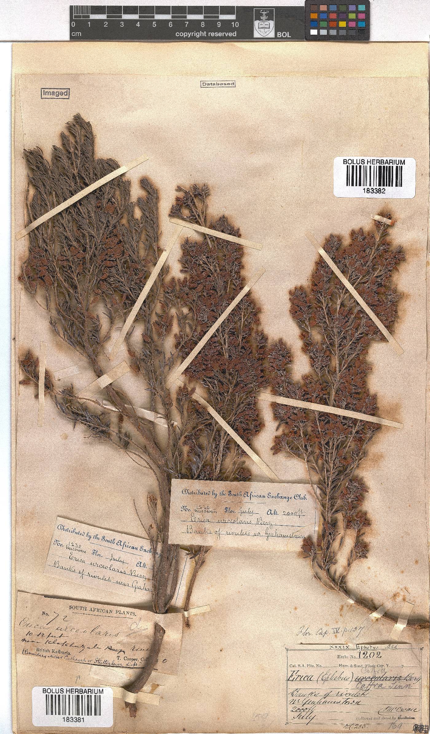Erica afra image