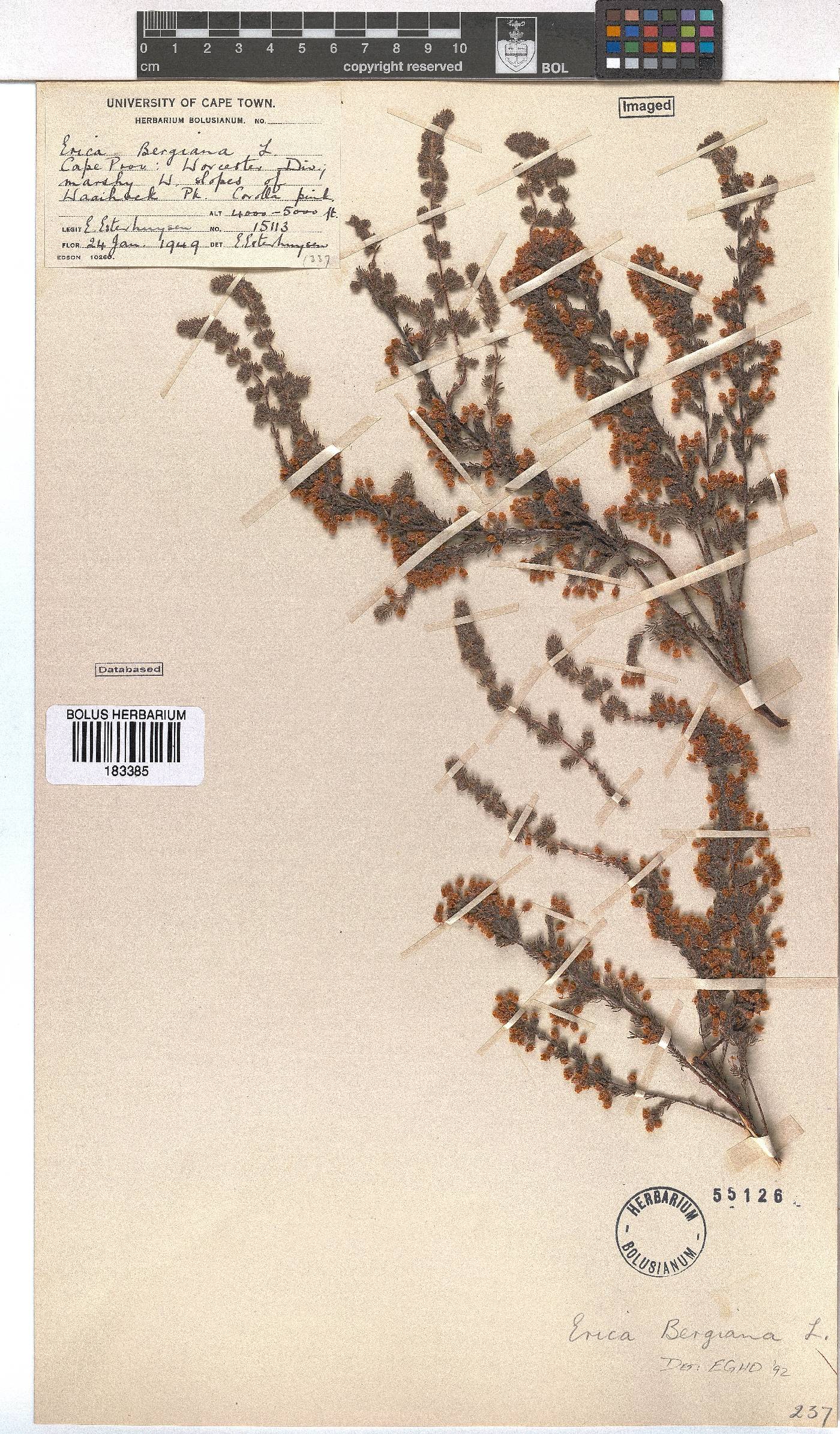Erica bergiana image