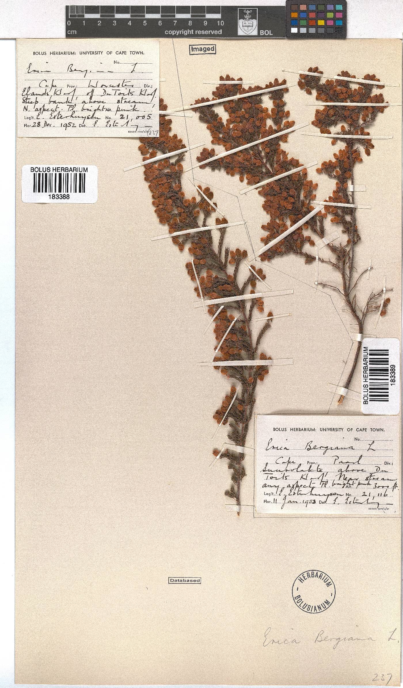 Erica bergiana image