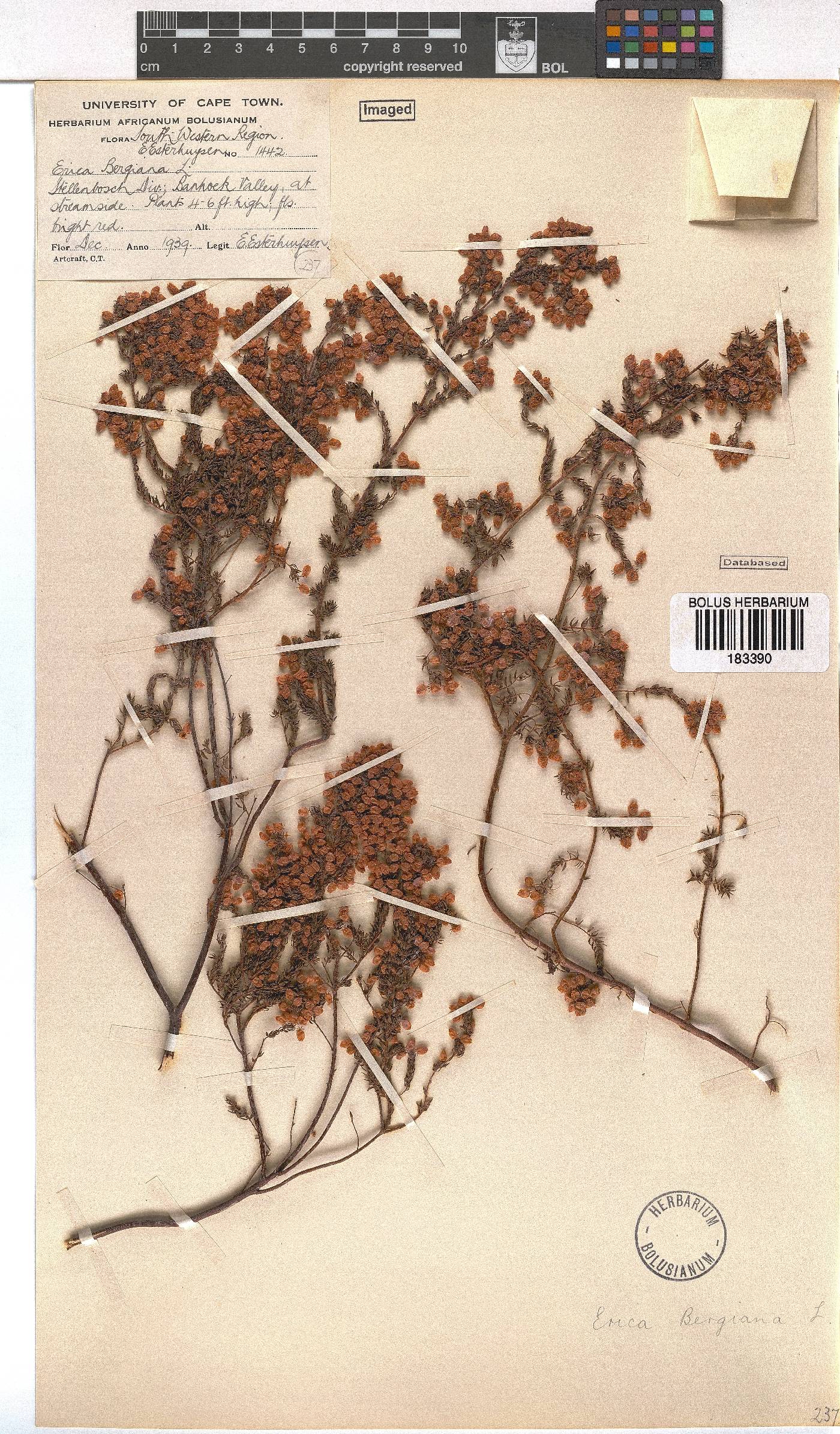 Erica bergiana image