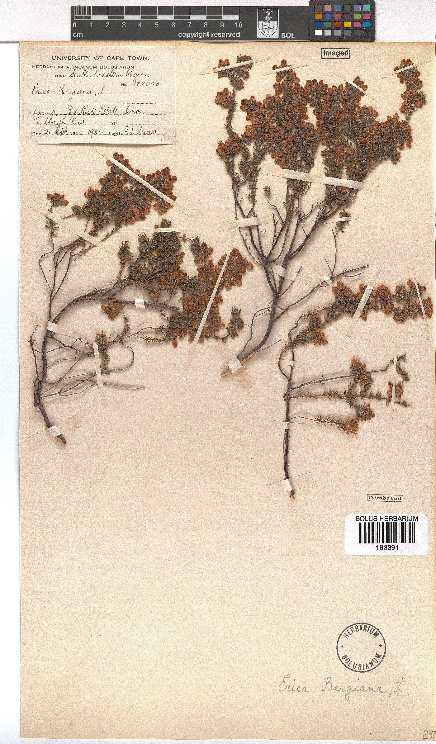 Erica bergiana image