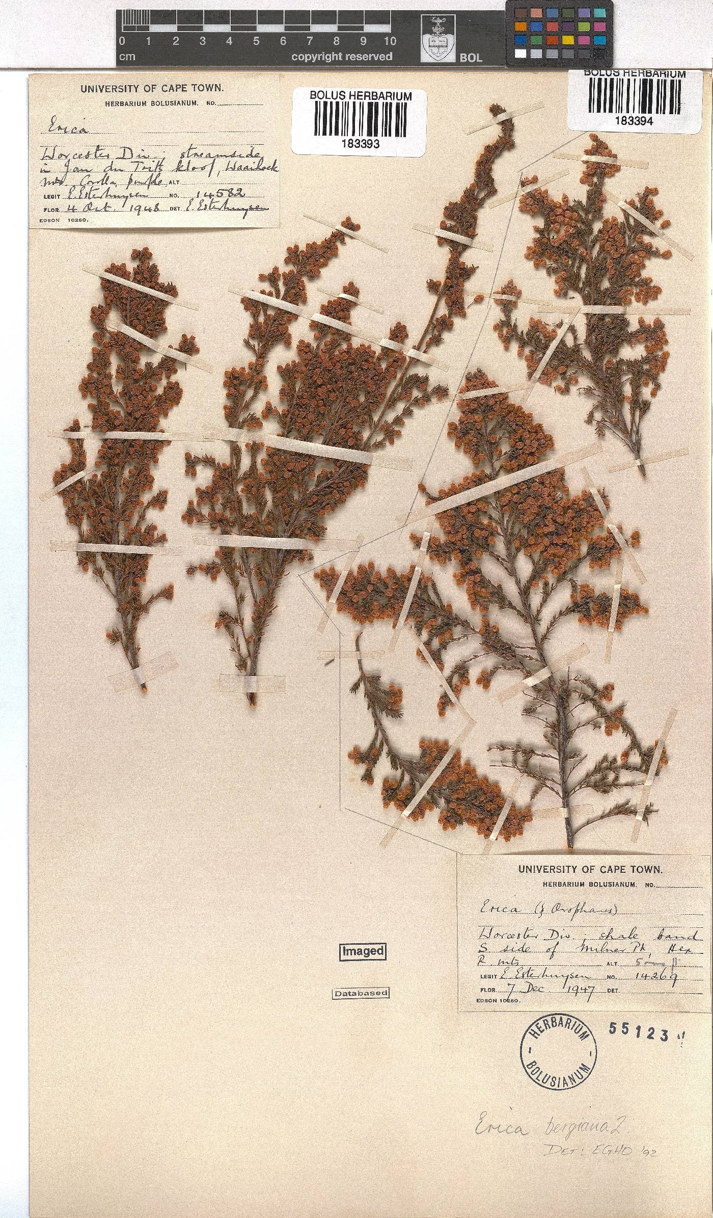 Erica bergiana image