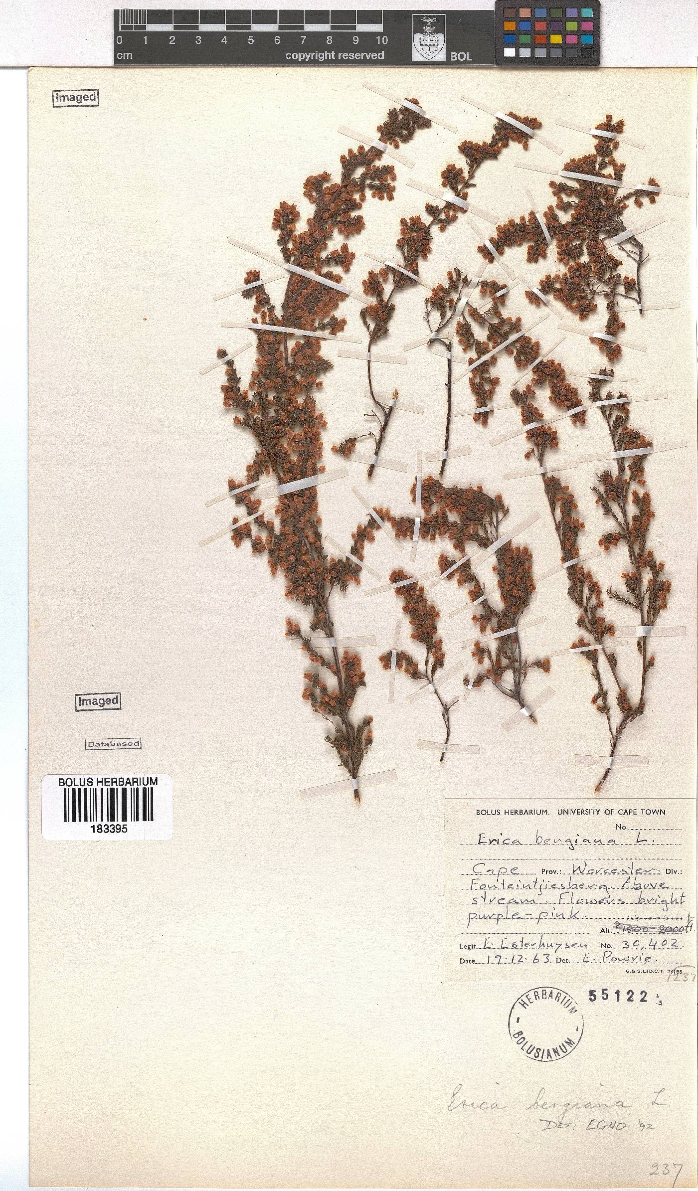 Erica bergiana image