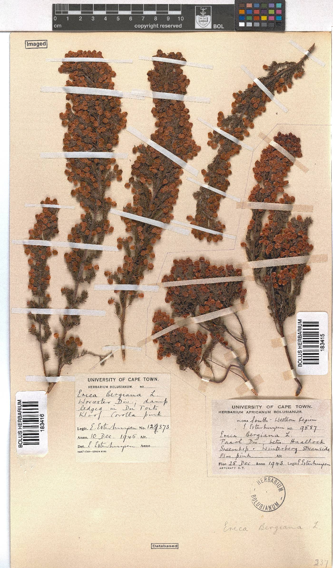 Erica bergiana image