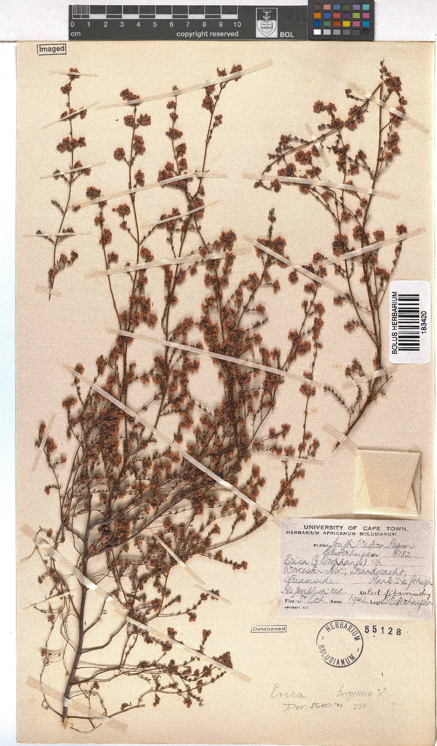 Erica bergiana image