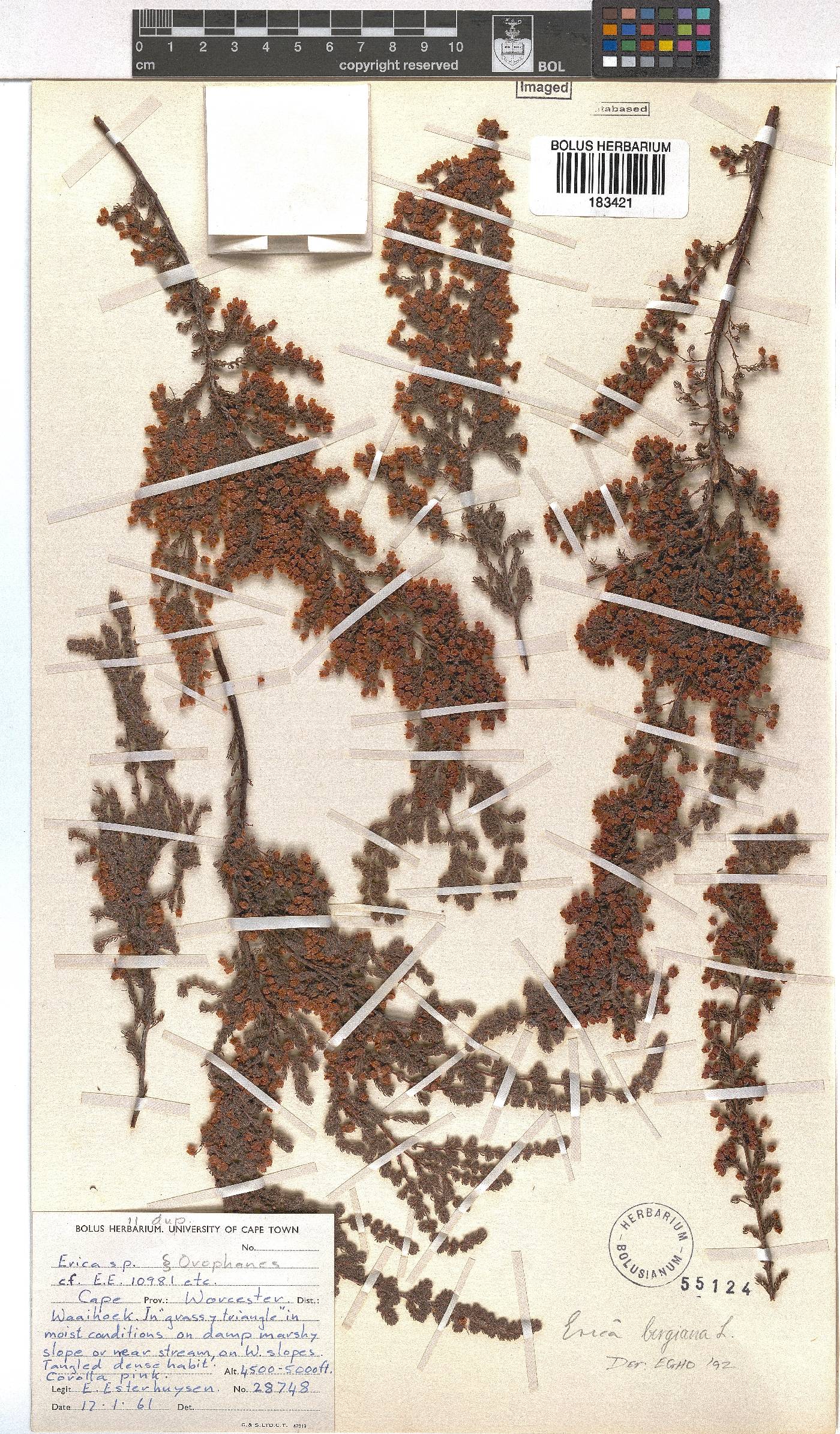 Erica bergiana var. parviflora image