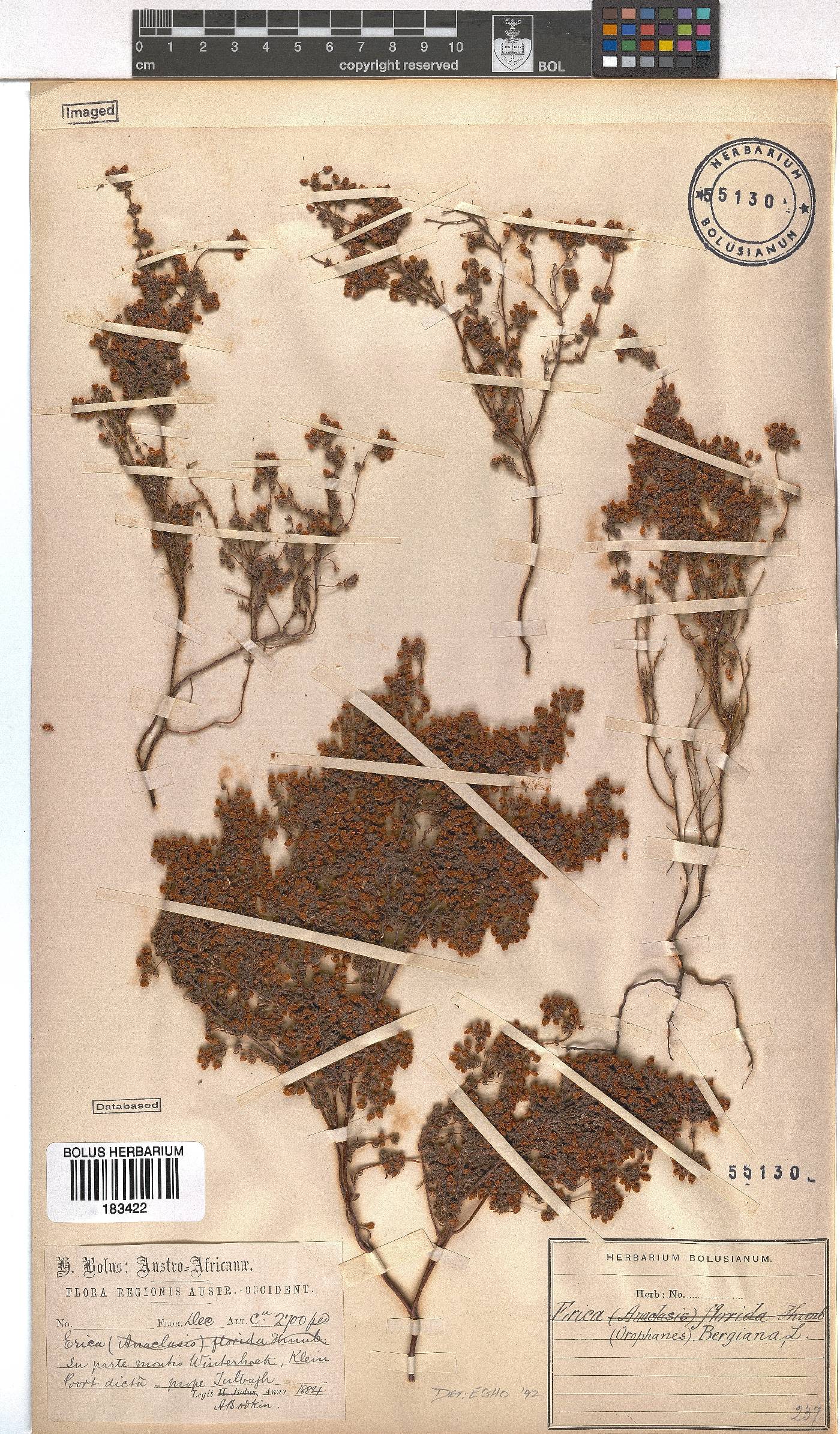 Erica bergiana image