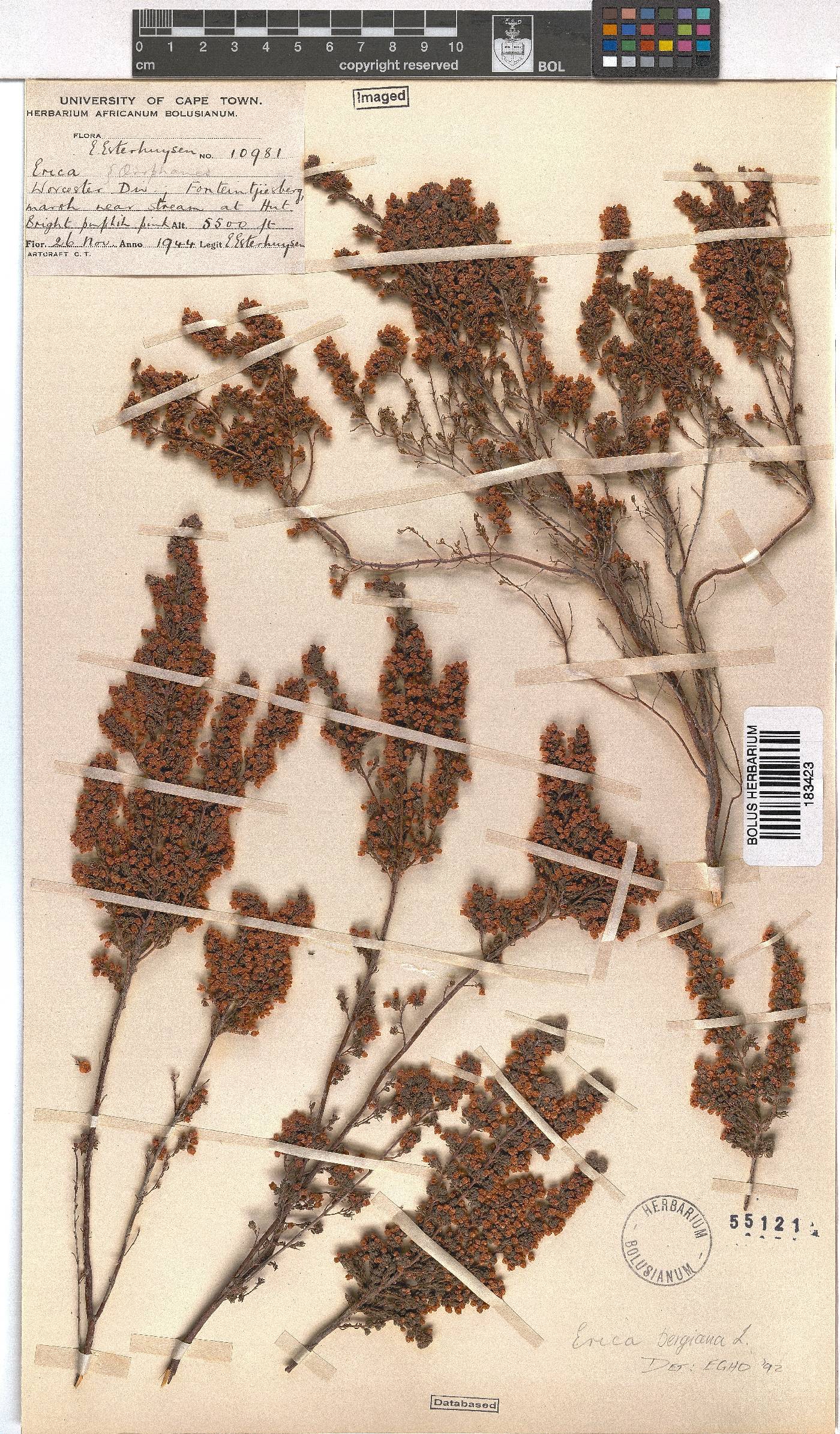 Erica bergiana image