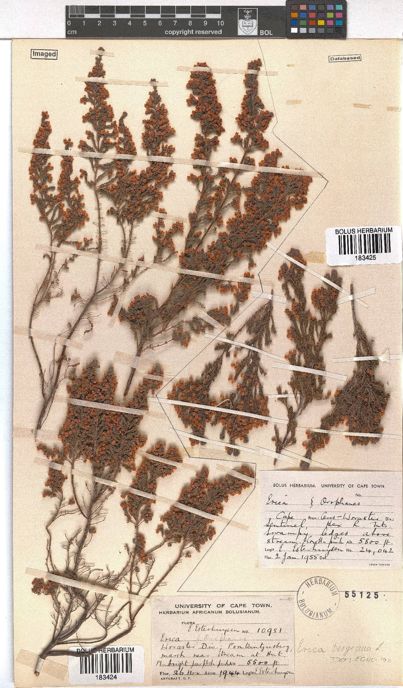 Erica bergiana image