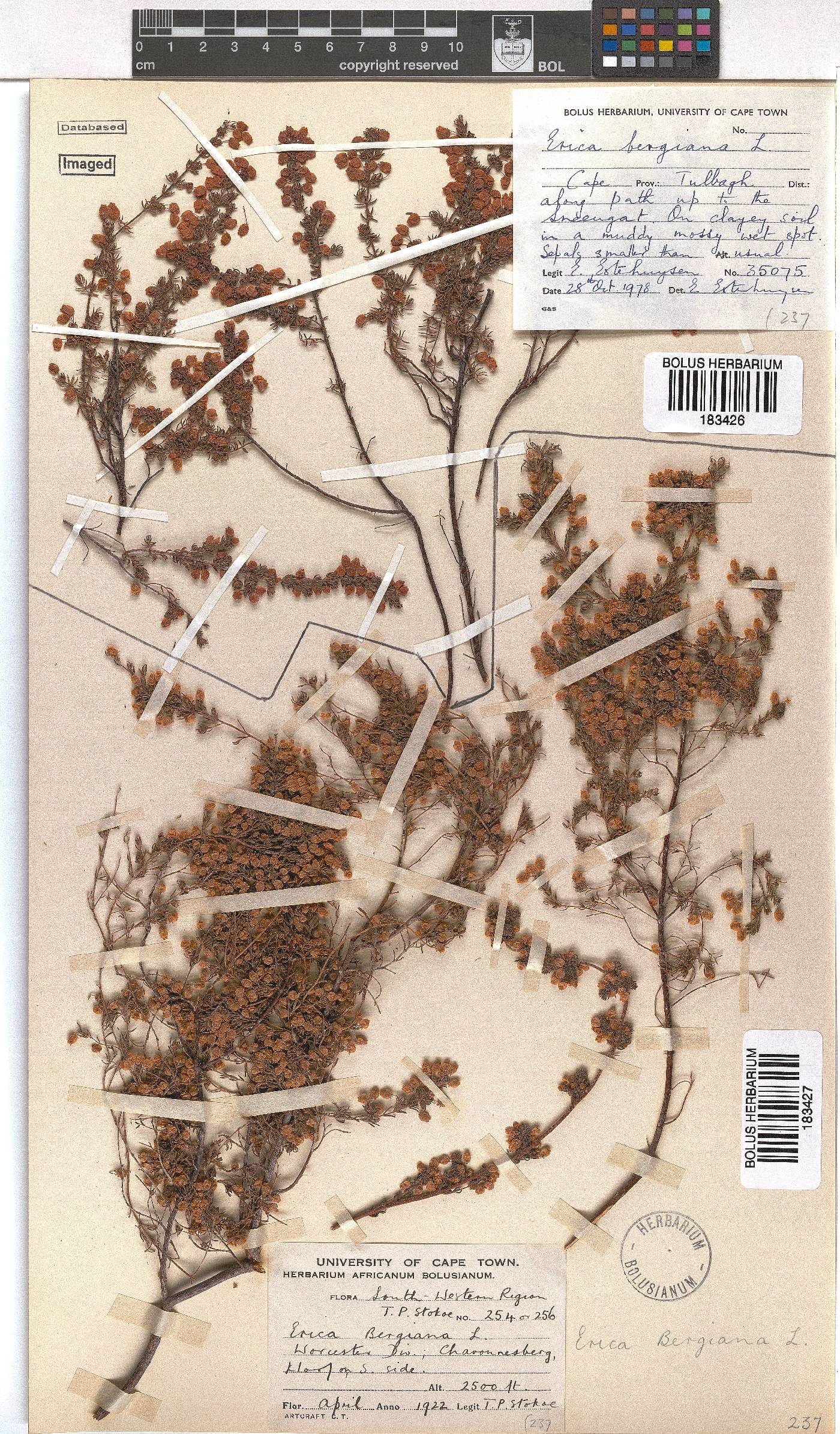 Erica bergiana image