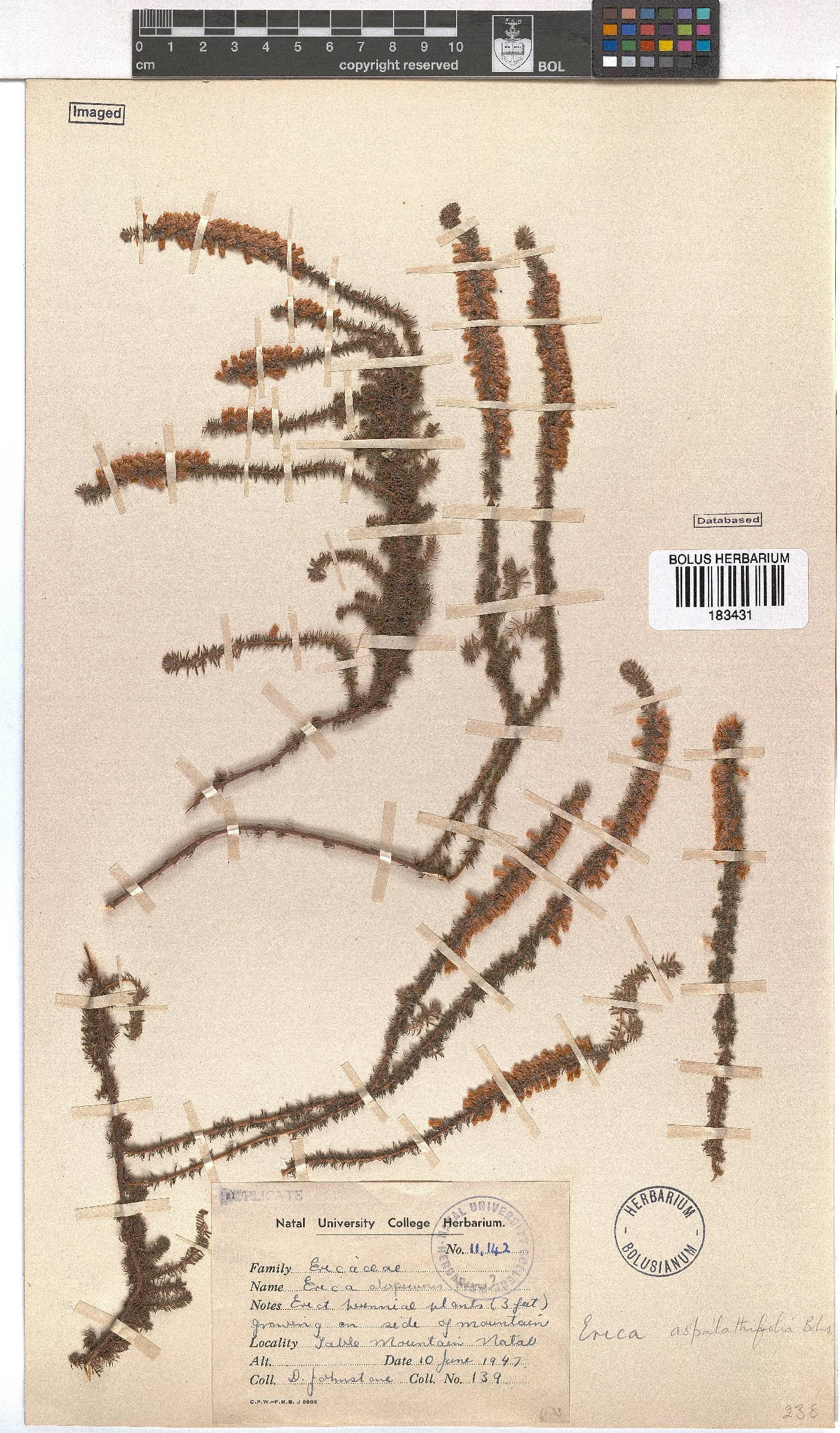 Erica aspalathifolia var. aspalathifolia image