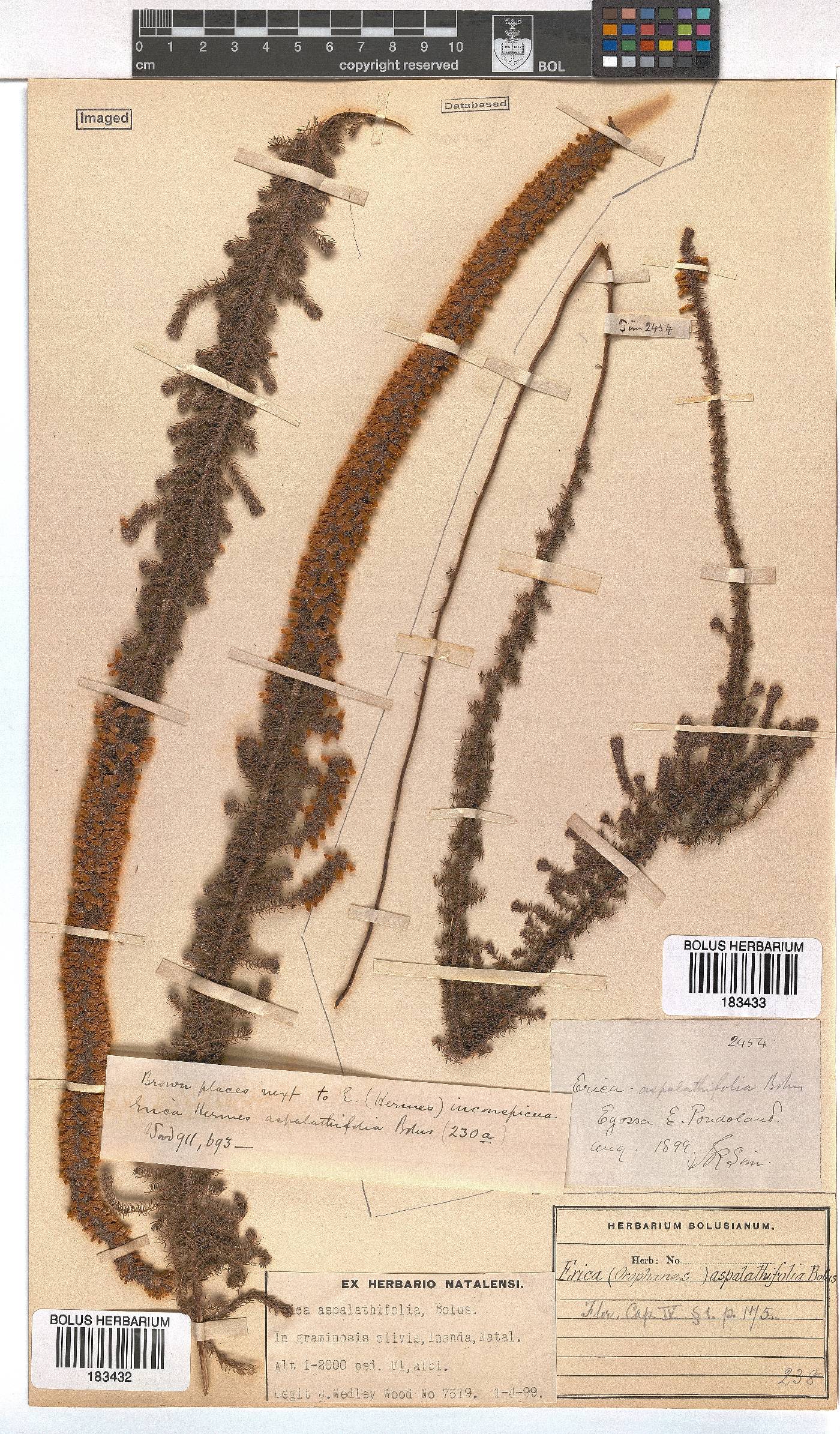 Erica aspalathifolia var. aspalathifolia image