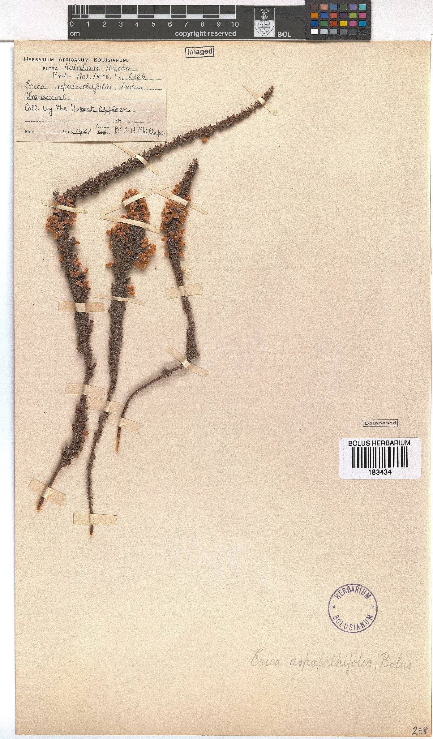 Erica aspalathifolia image