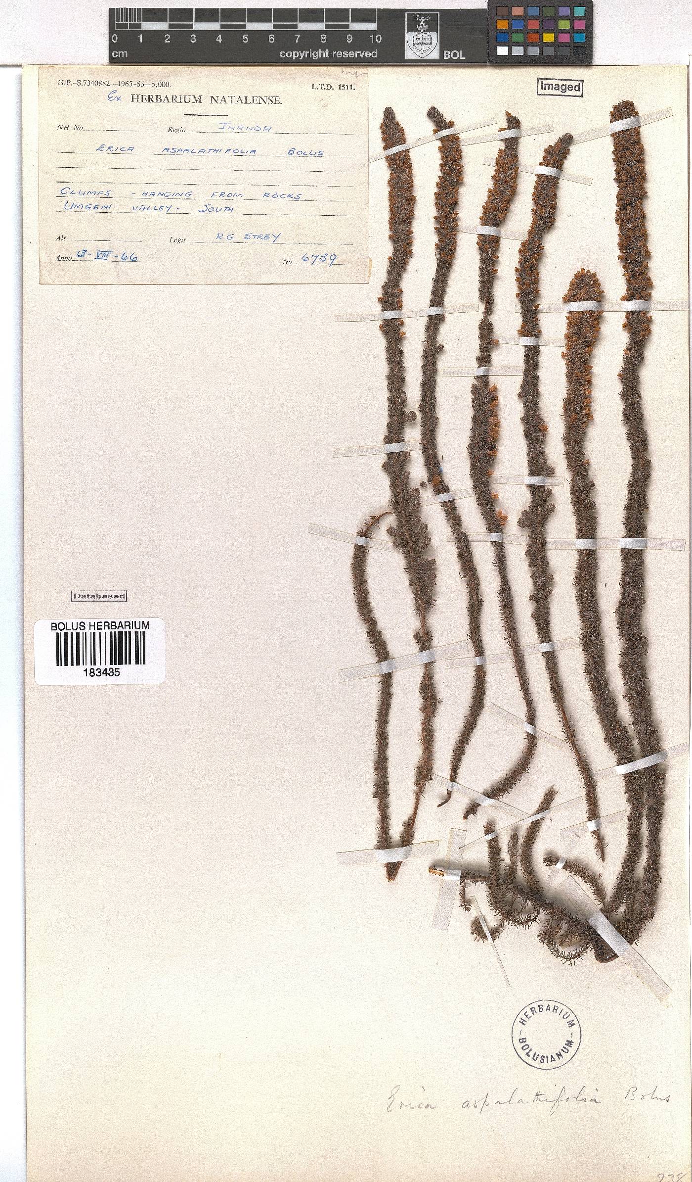 Erica aspalathifolia var. aspalathifolia image