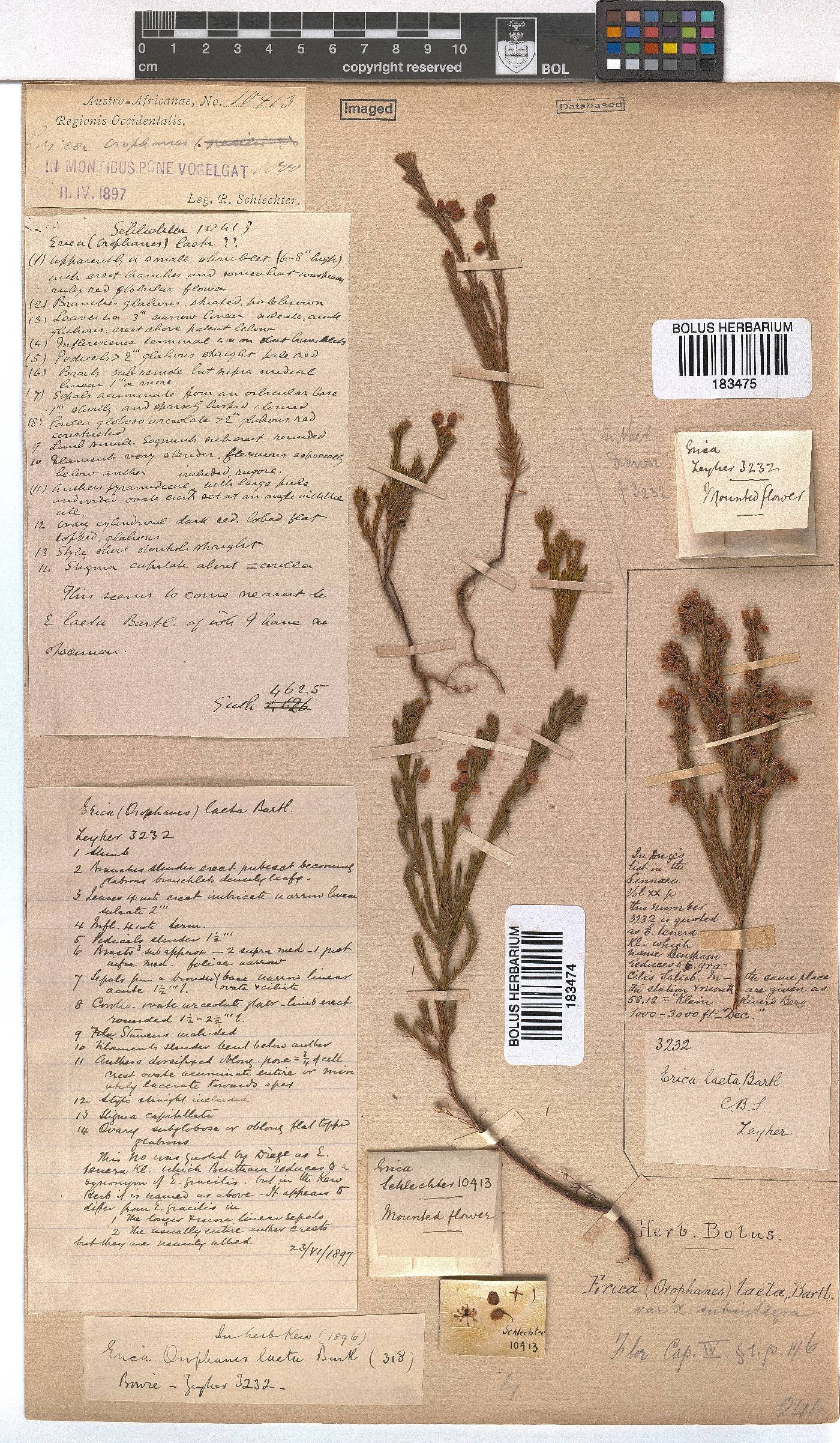 Erica laeta image