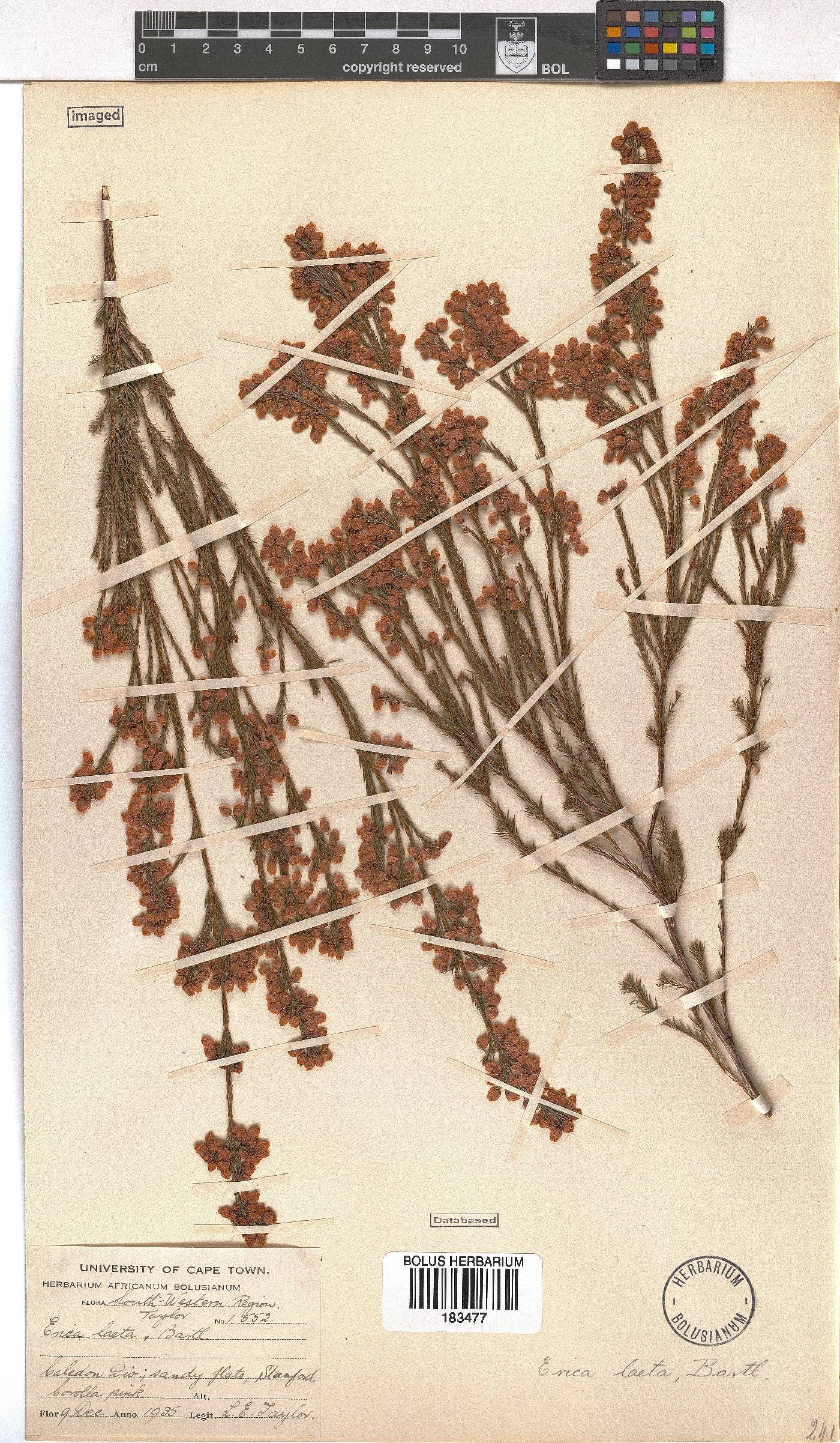 Erica laeta image