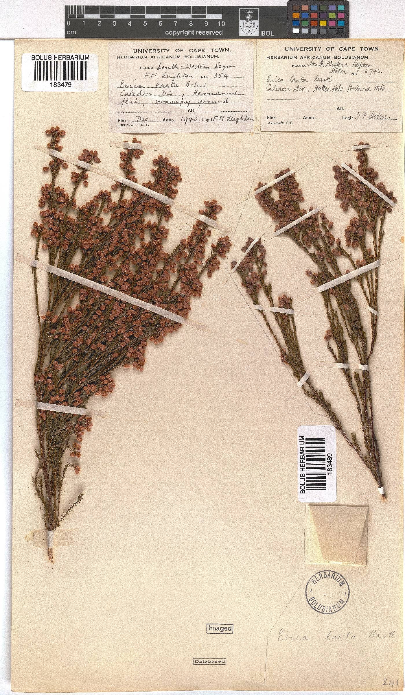 Erica laeta image