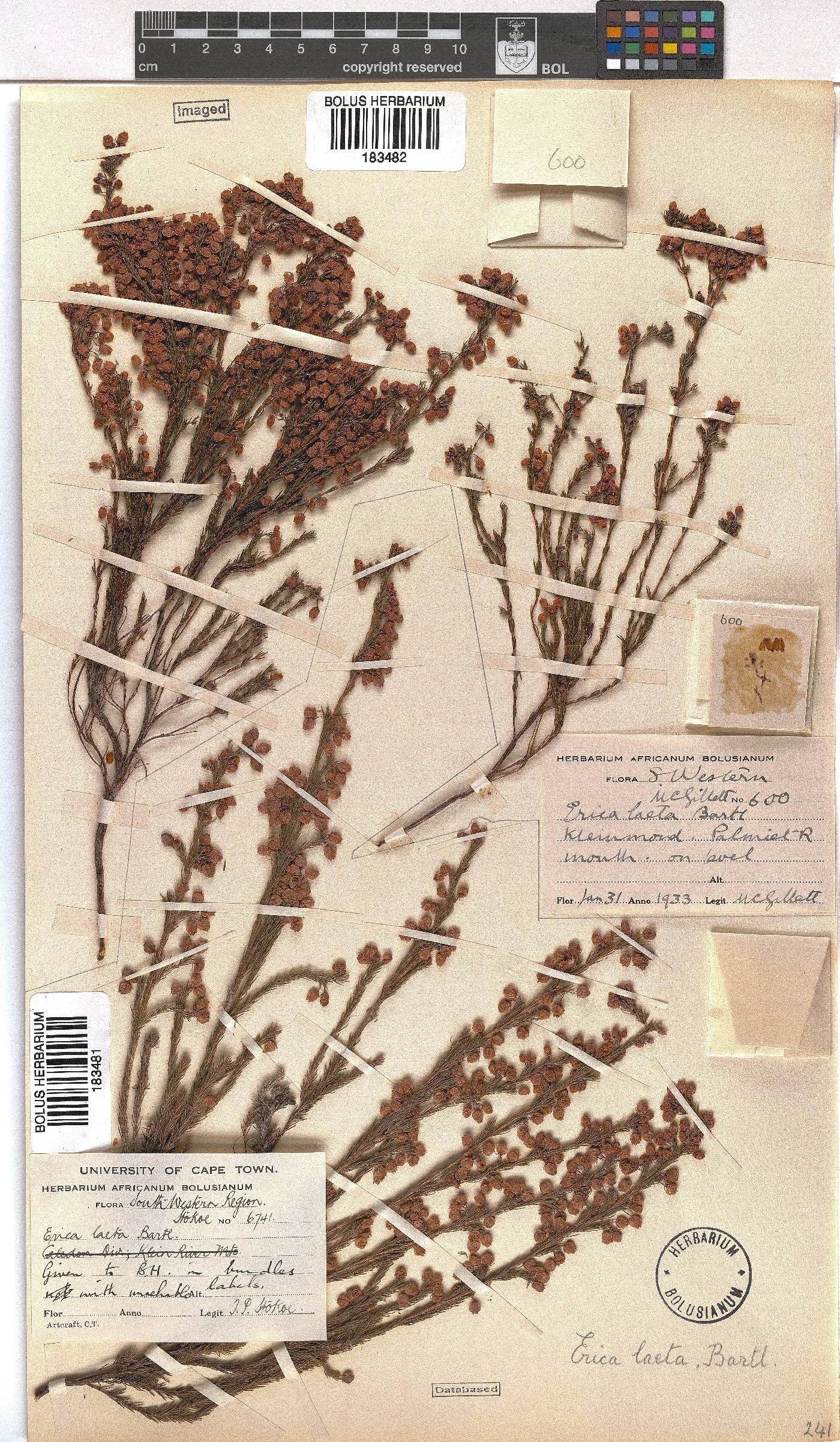 Erica laeta image