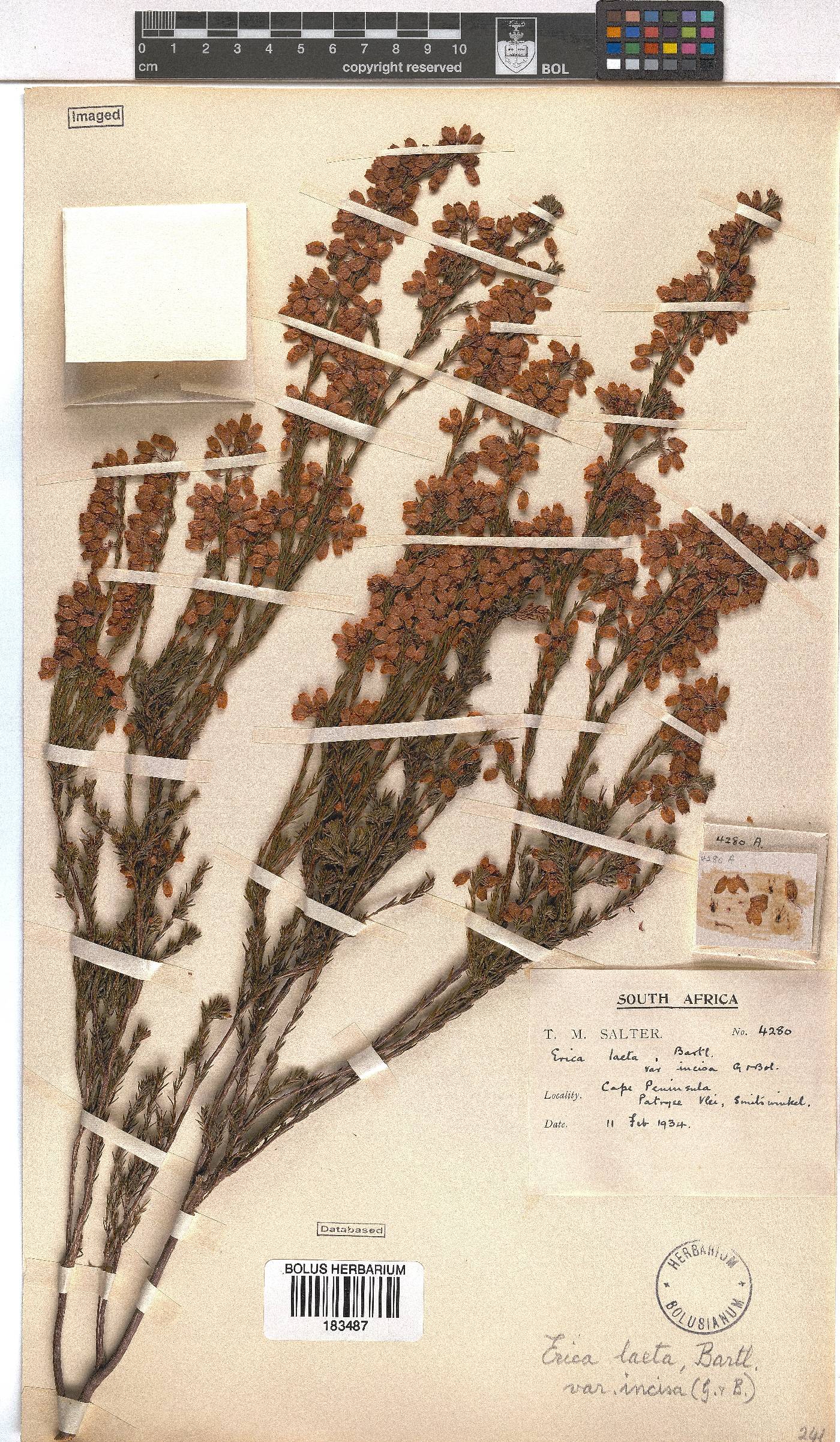 Erica laeta image