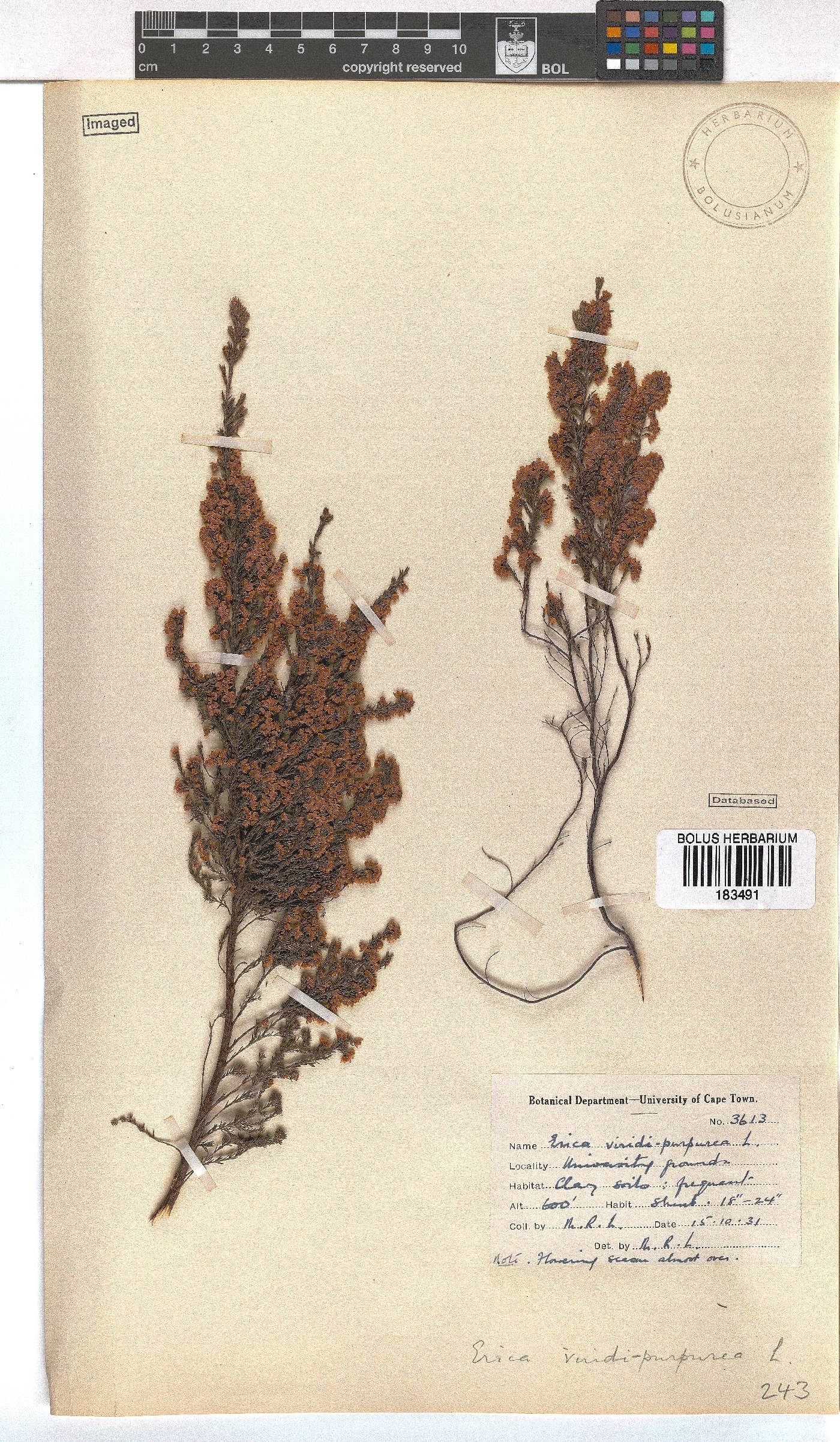 Erica mauritanica image