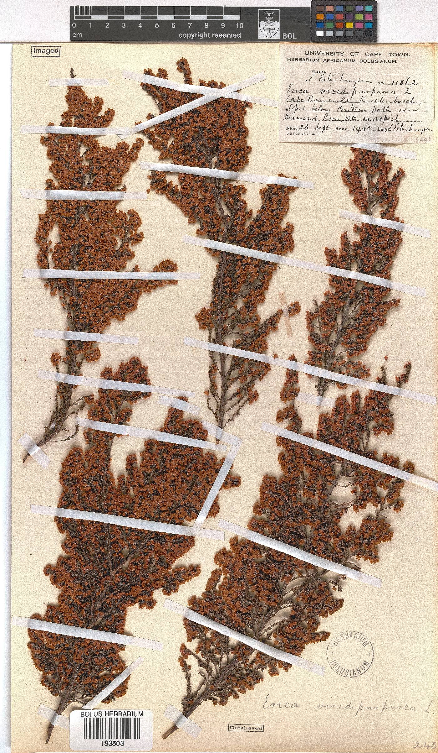 Erica mauritanica image